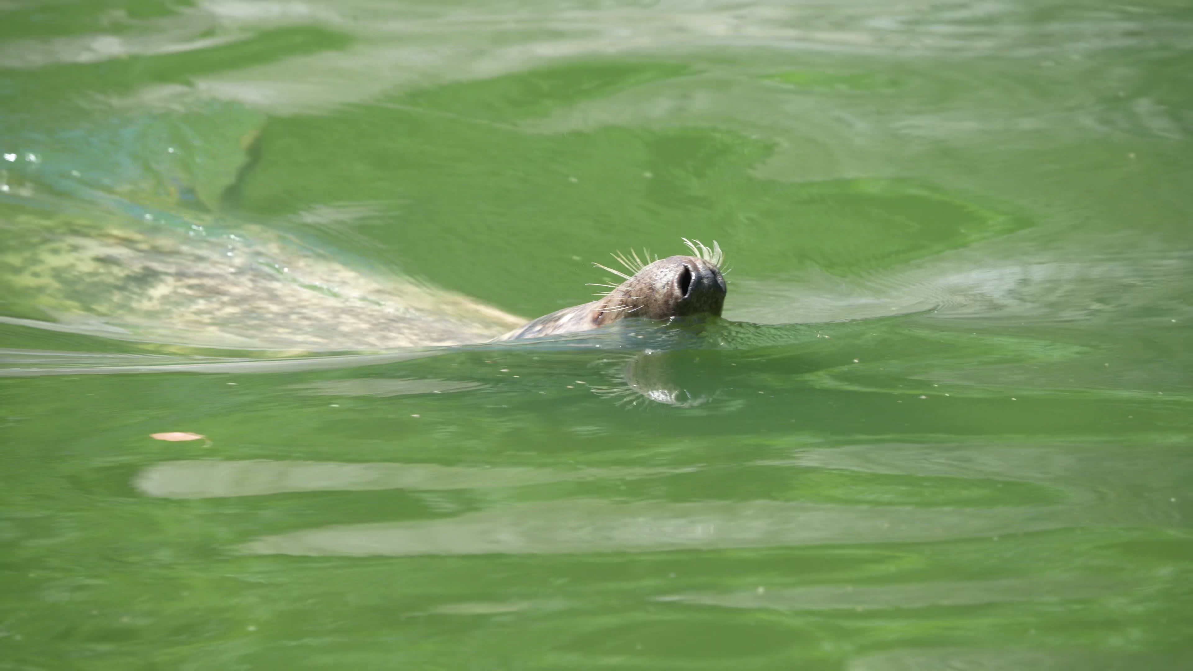 Animals at Warsaw Zoo take cover as heatwave hits