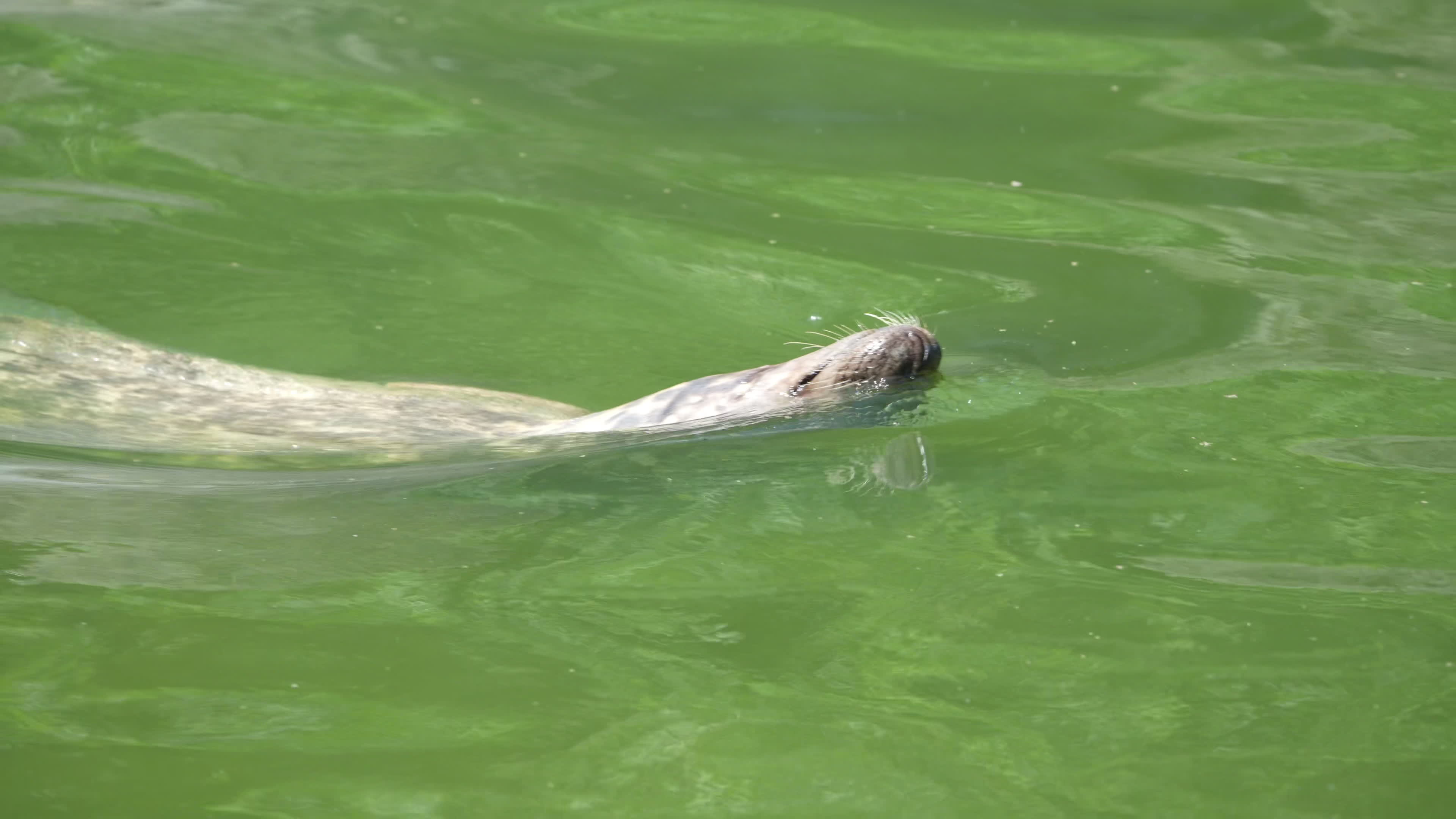 Animals at Warsaw Zoo take cover as heatwave hits