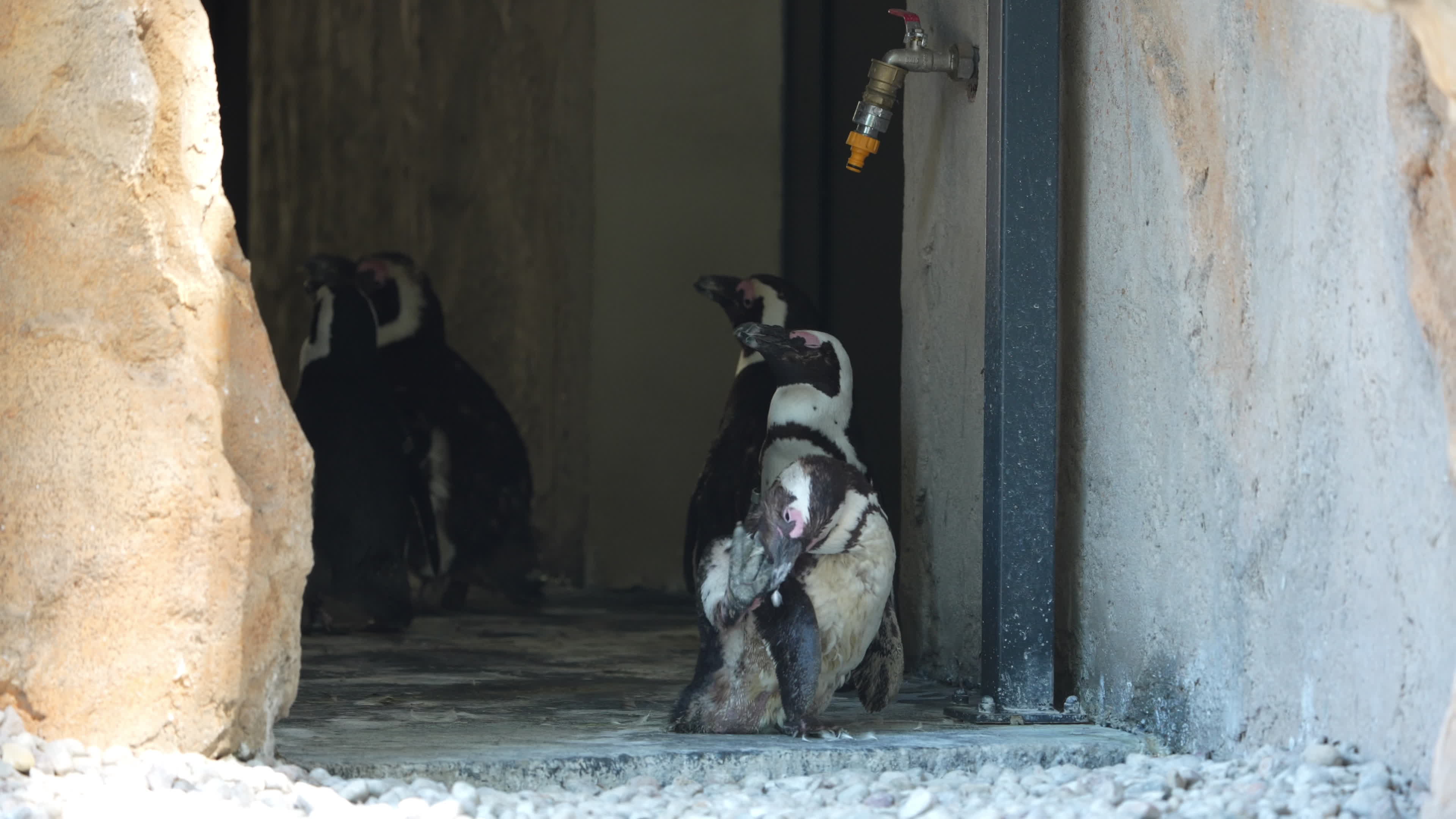 Animals at Warsaw Zoo take cover as heatwave hits