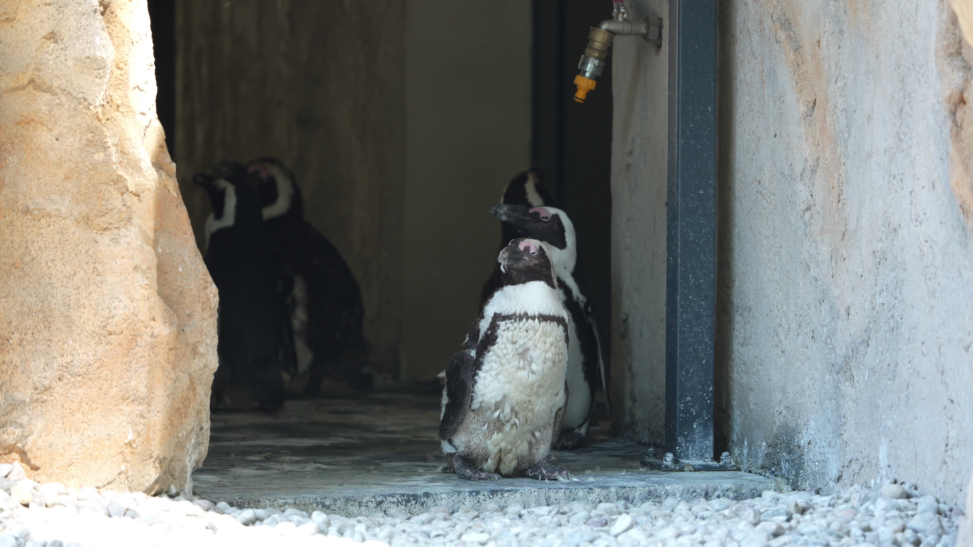 Animals at Warsaw Zoo take cover as heatwave hits