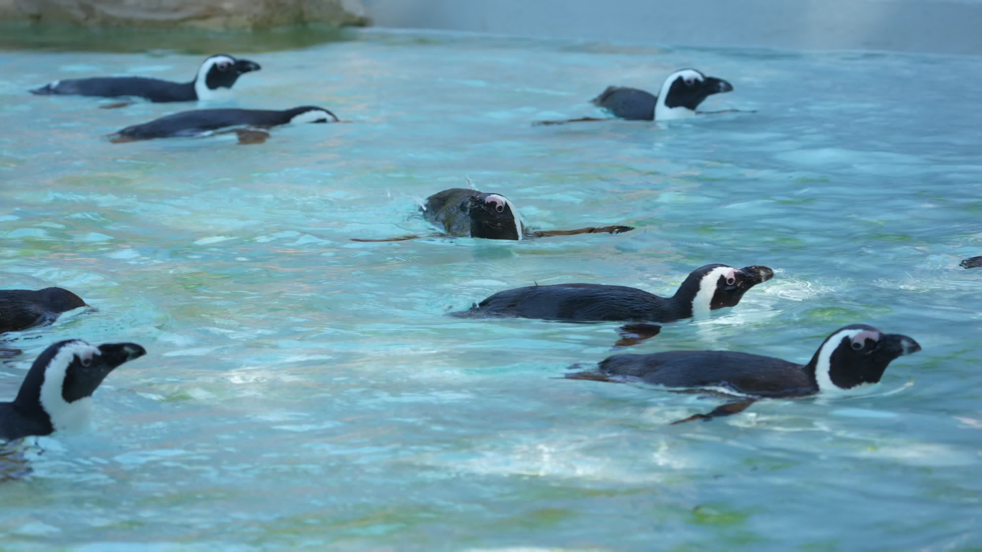 Animals at Warsaw Zoo take cover as heatwave hits