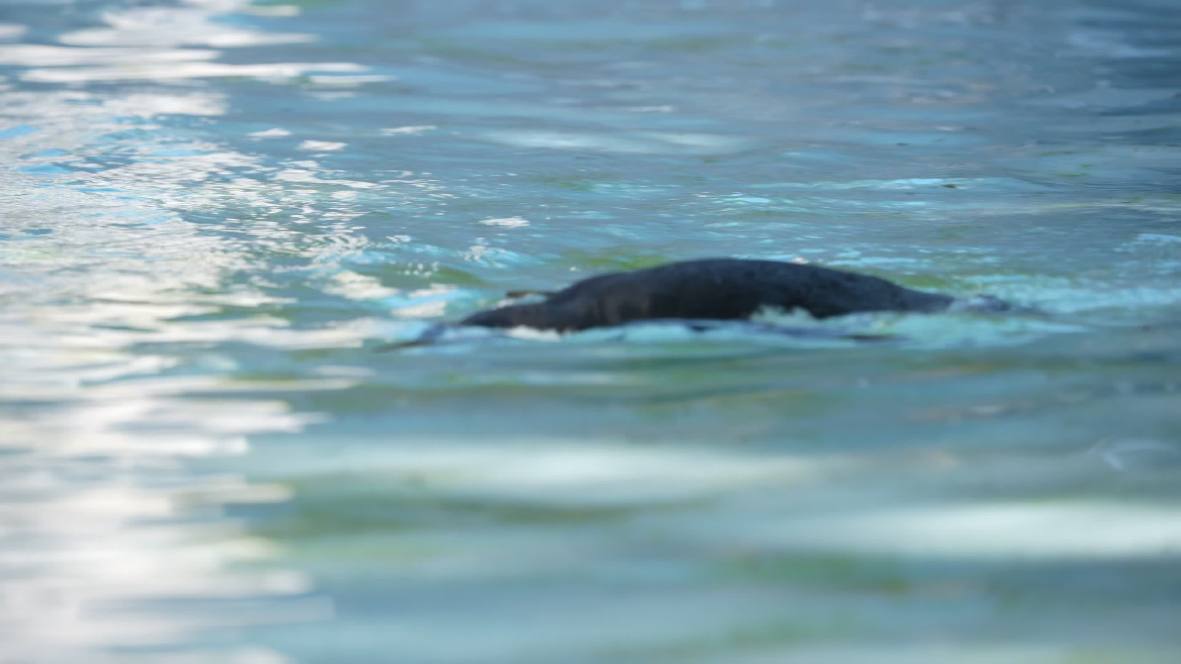 Animals at Warsaw Zoo take cover as heatwave hits