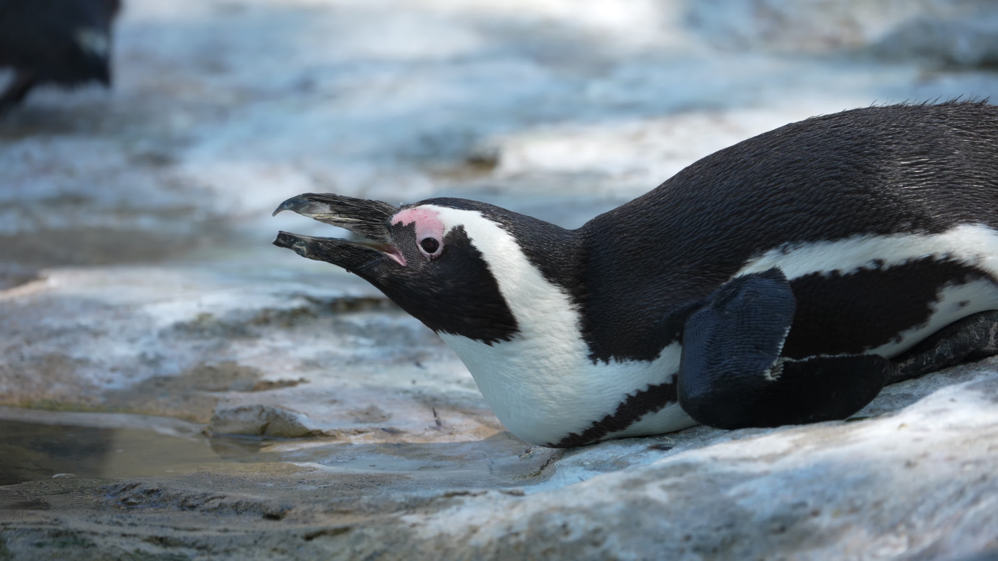 Animals at Warsaw Zoo take cover as heatwave hits
