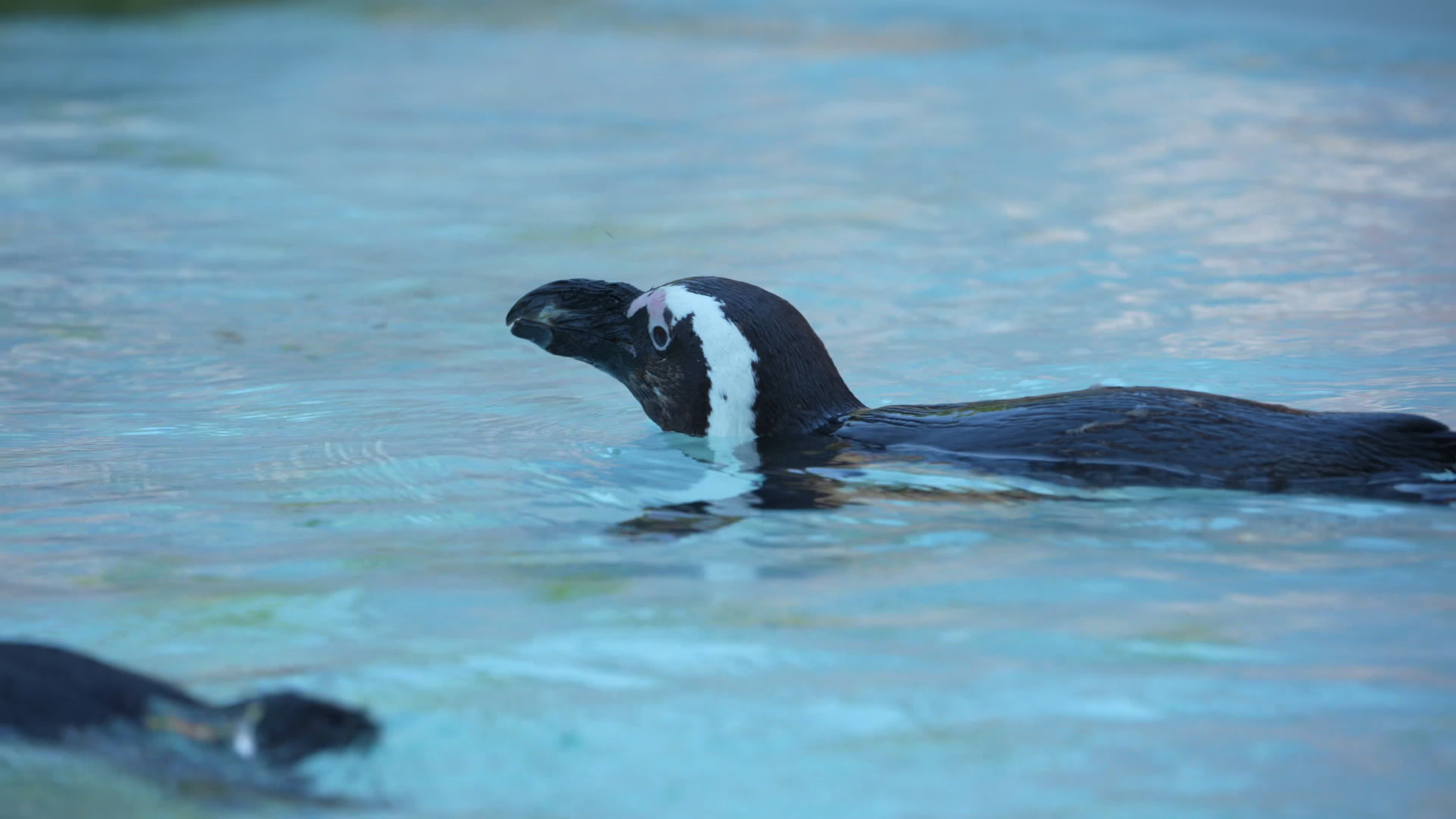 Animals at Warsaw Zoo take cover as heatwave hits