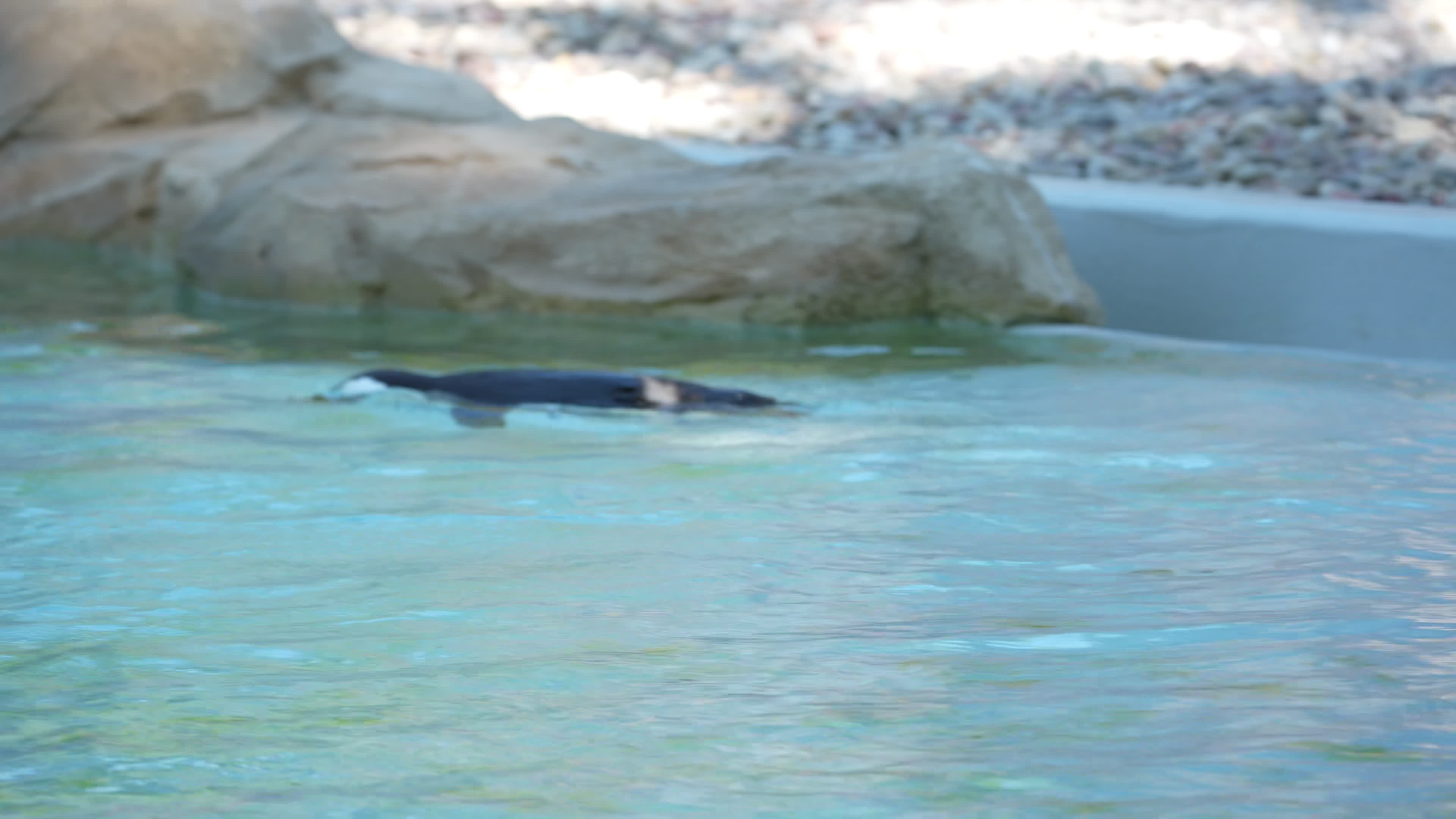 Animals at Warsaw Zoo take cover as heatwave hits