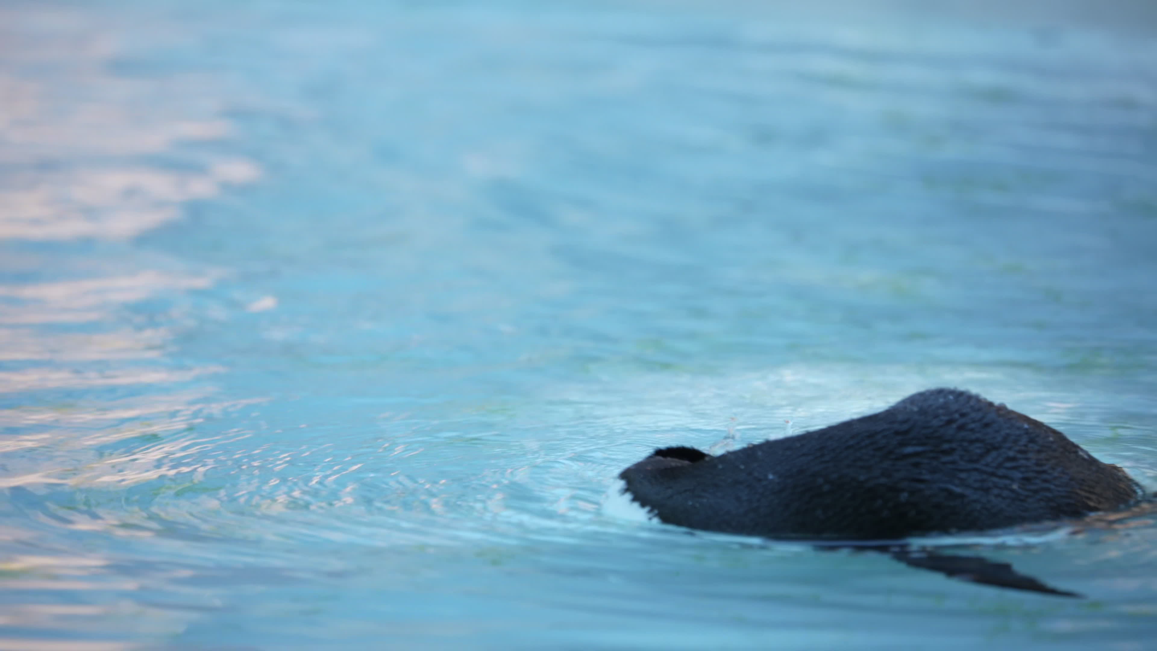 Animals at Warsaw Zoo take cover as heatwave hits