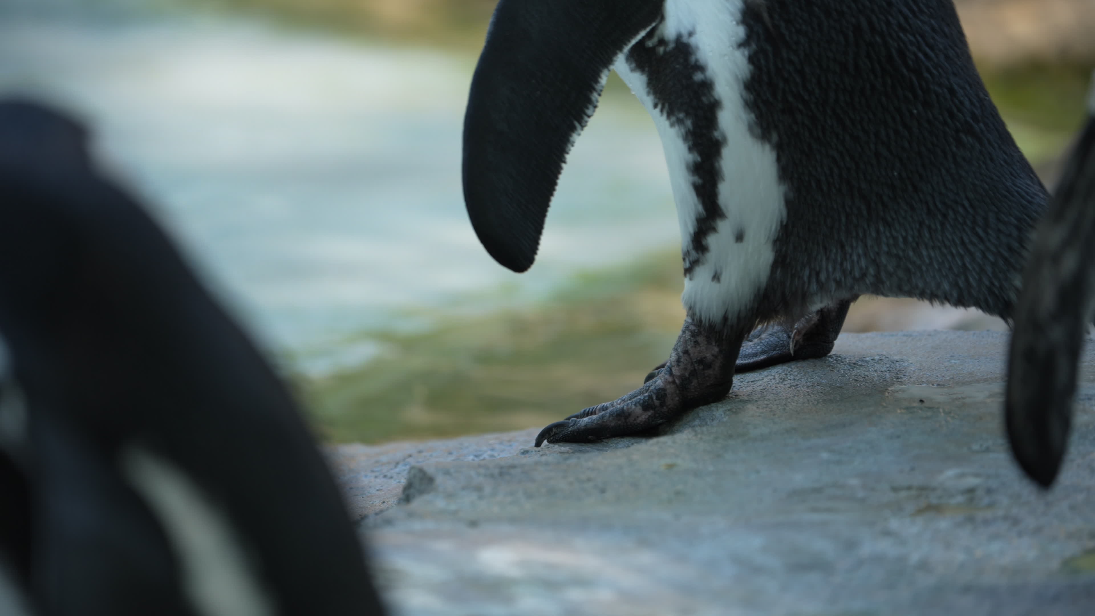 Animals at Warsaw Zoo take cover as heatwave hits