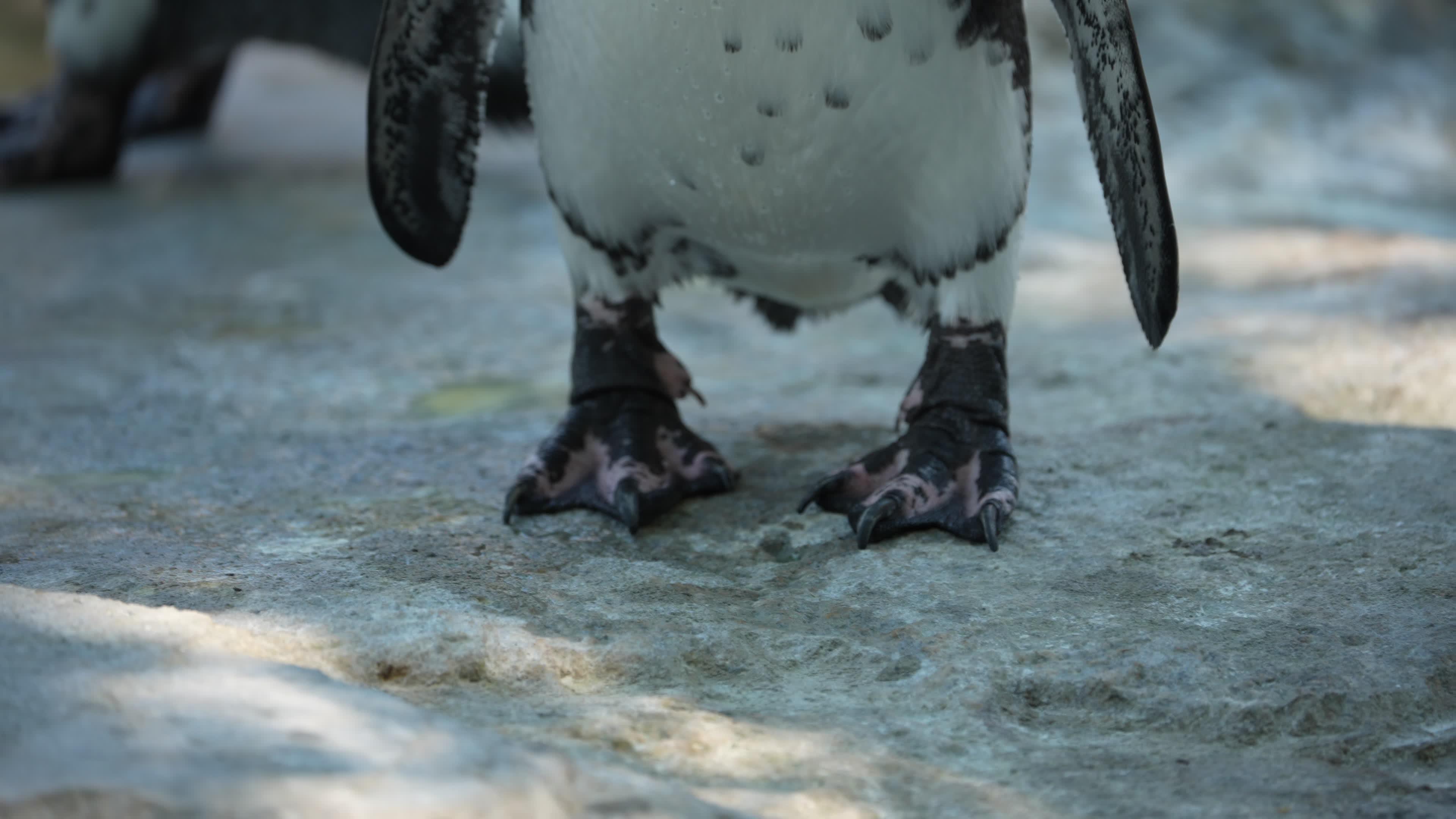 Animals at Warsaw Zoo take cover as heatwave hits