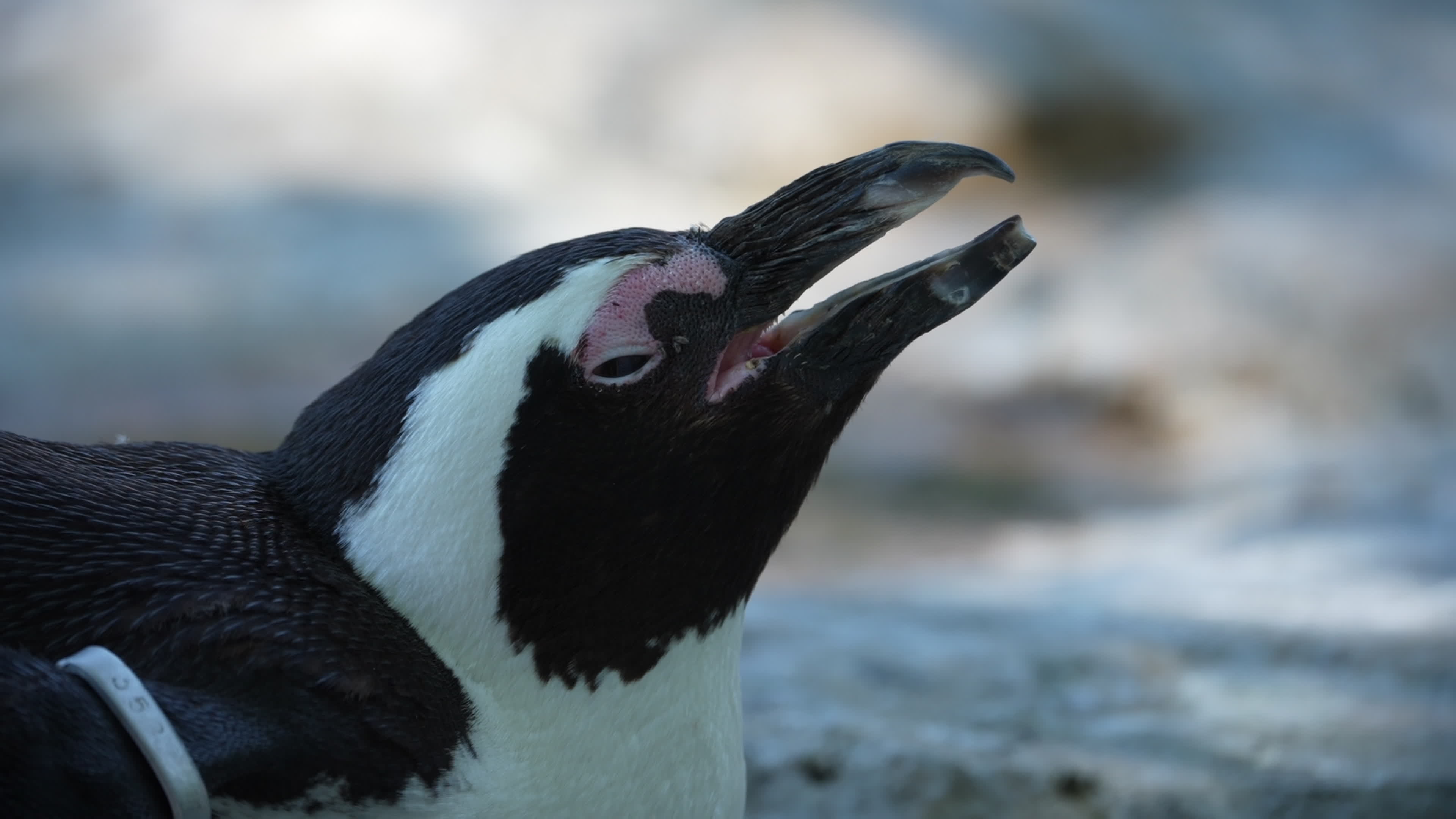 Animals at Warsaw Zoo take cover as heatwave hits