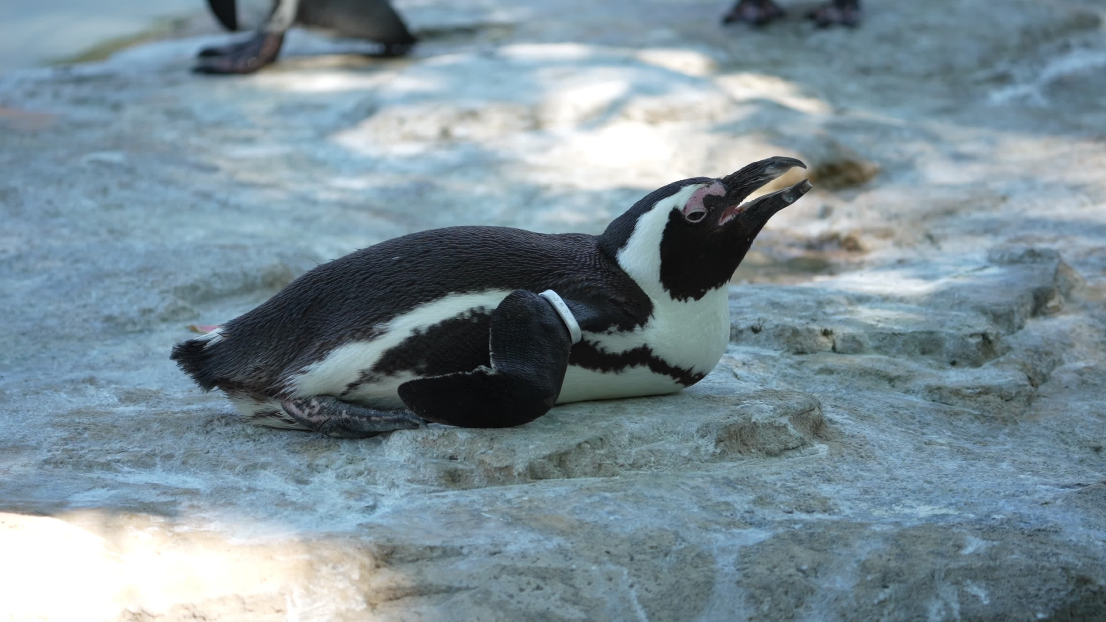 Animals at Warsaw Zoo take cover as heatwave hits