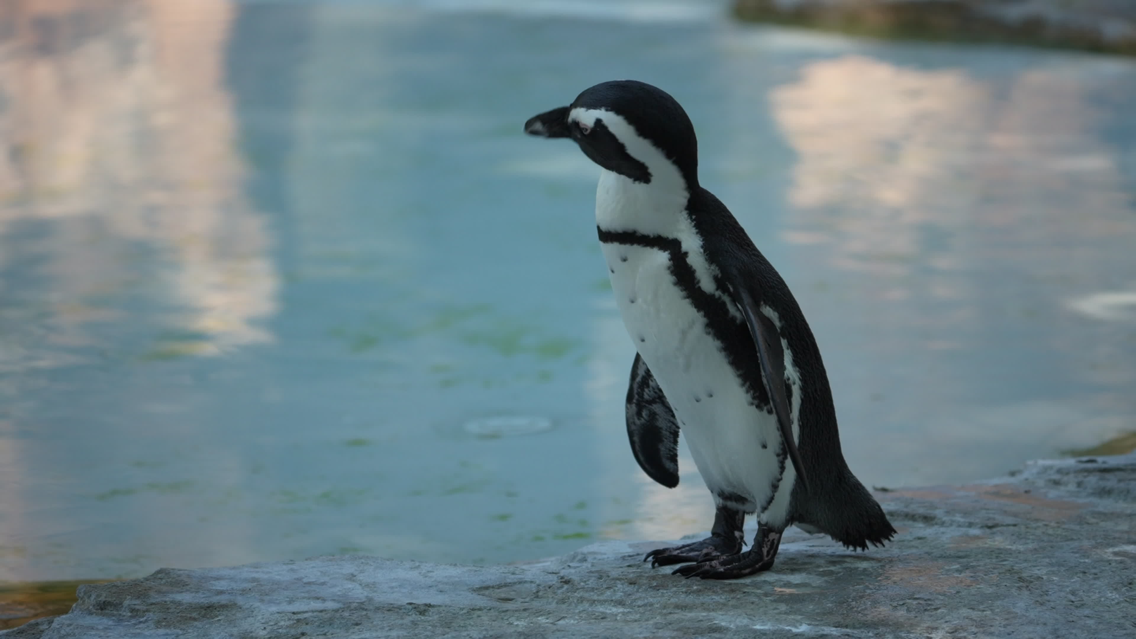 Animals at Warsaw Zoo take cover as heatwave hits