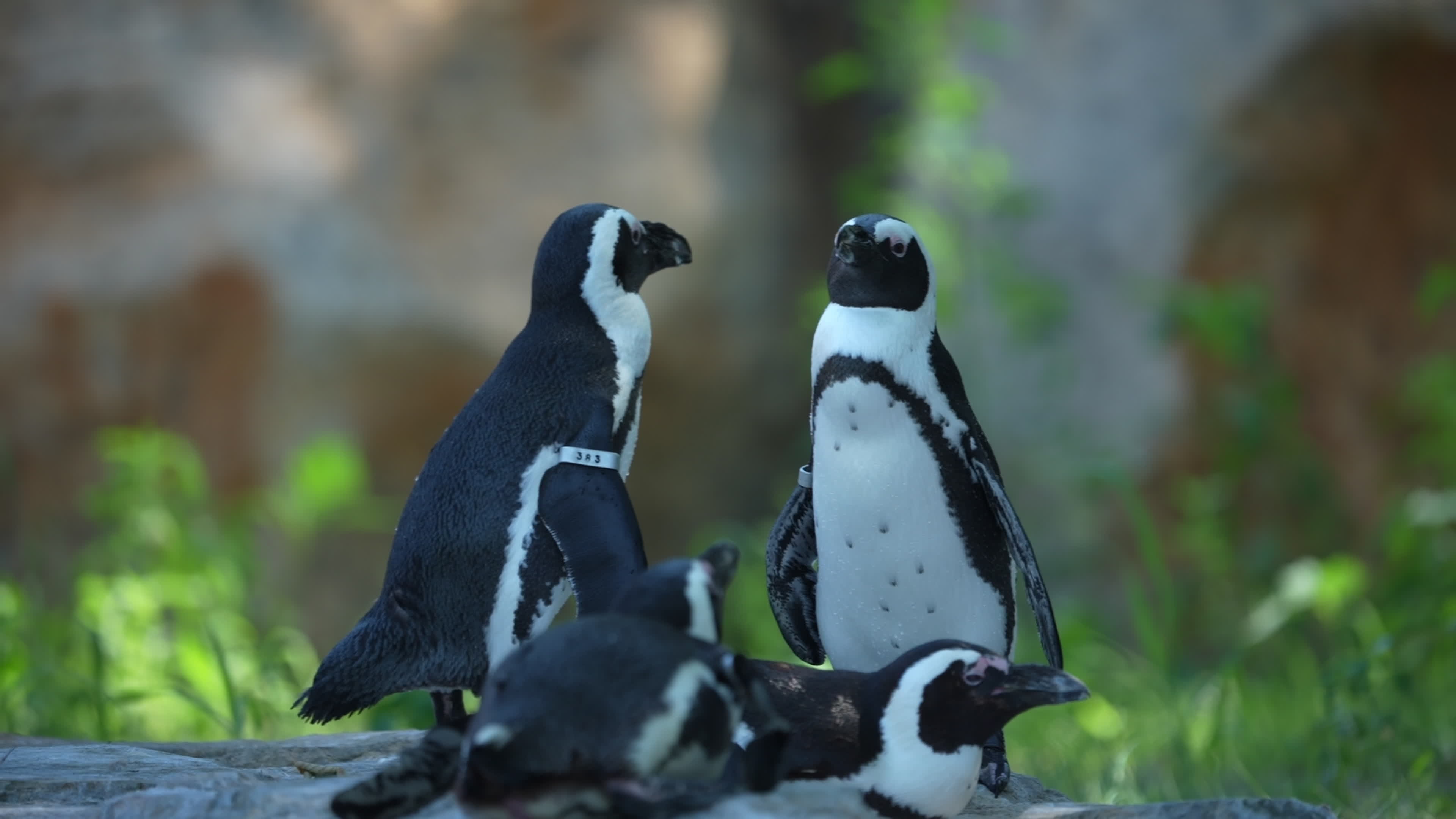 Animals at Warsaw Zoo take cover as heatwave hits