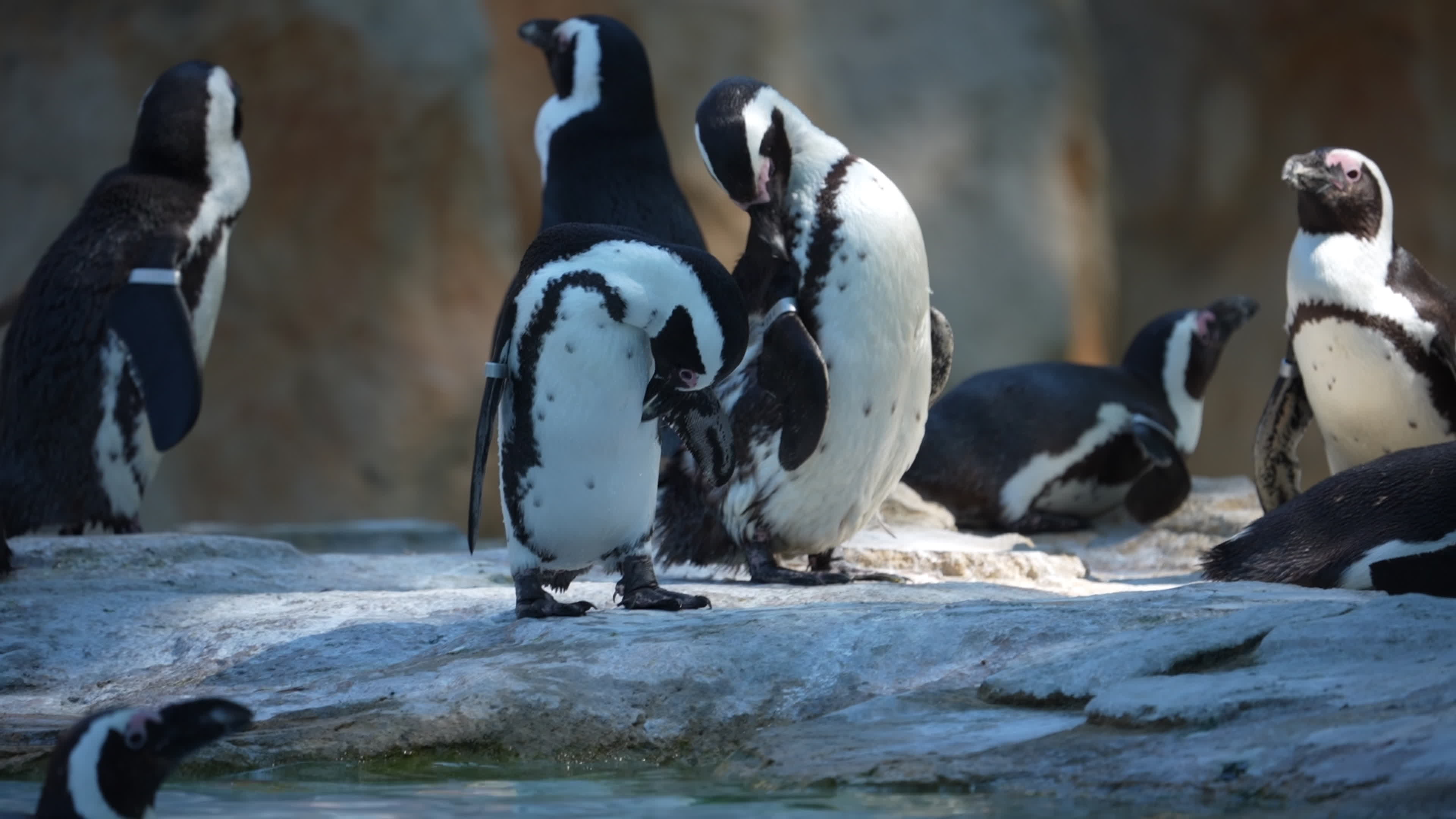 Animals at Warsaw Zoo take cover as heatwave hits