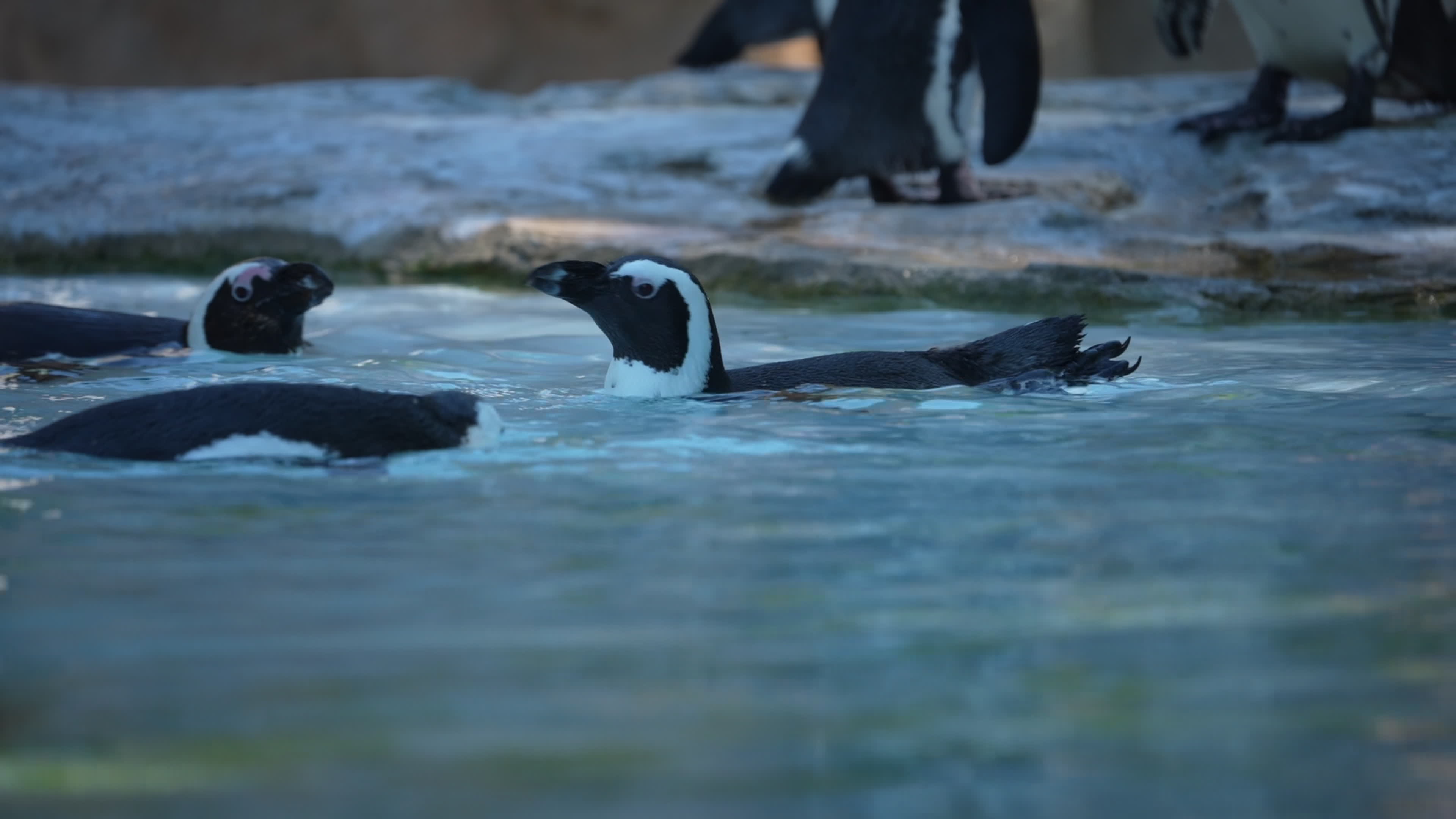 Animals at Warsaw Zoo take cover as heatwave hits