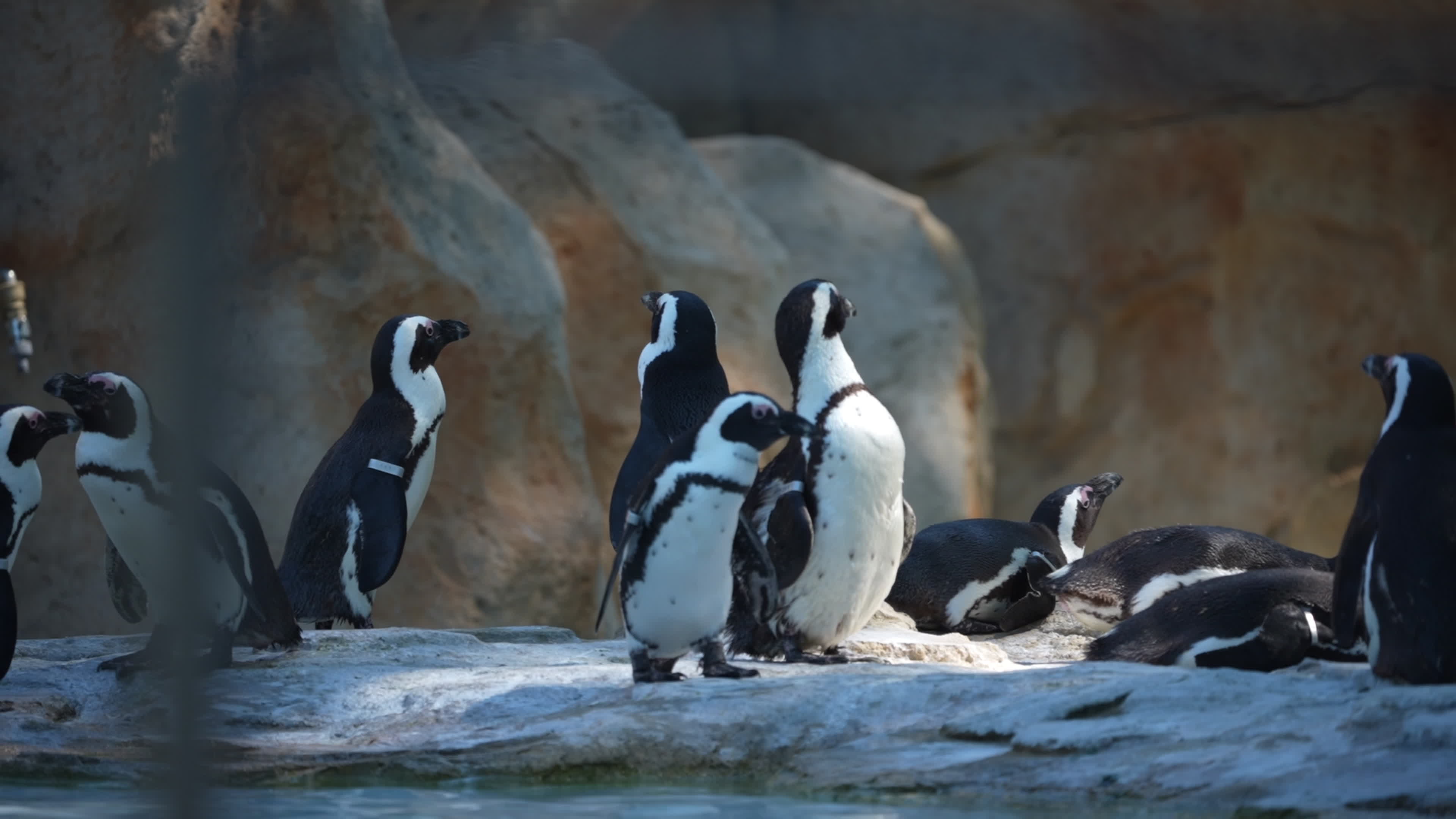 Animals at Warsaw Zoo take cover as heatwave hits