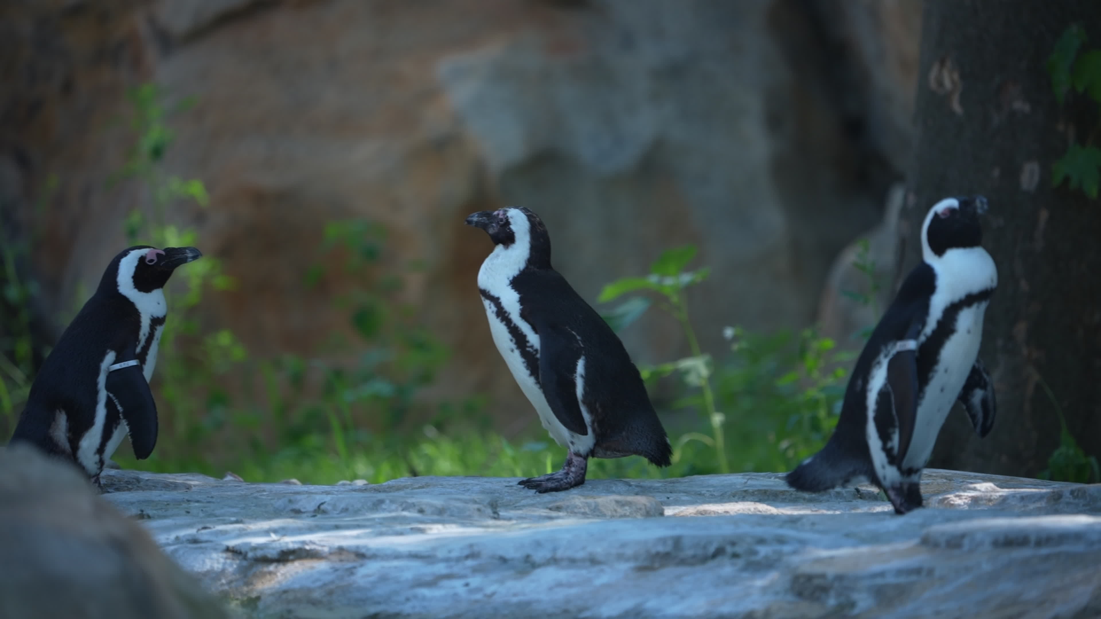 Animals at Warsaw Zoo take cover as heatwave hits
