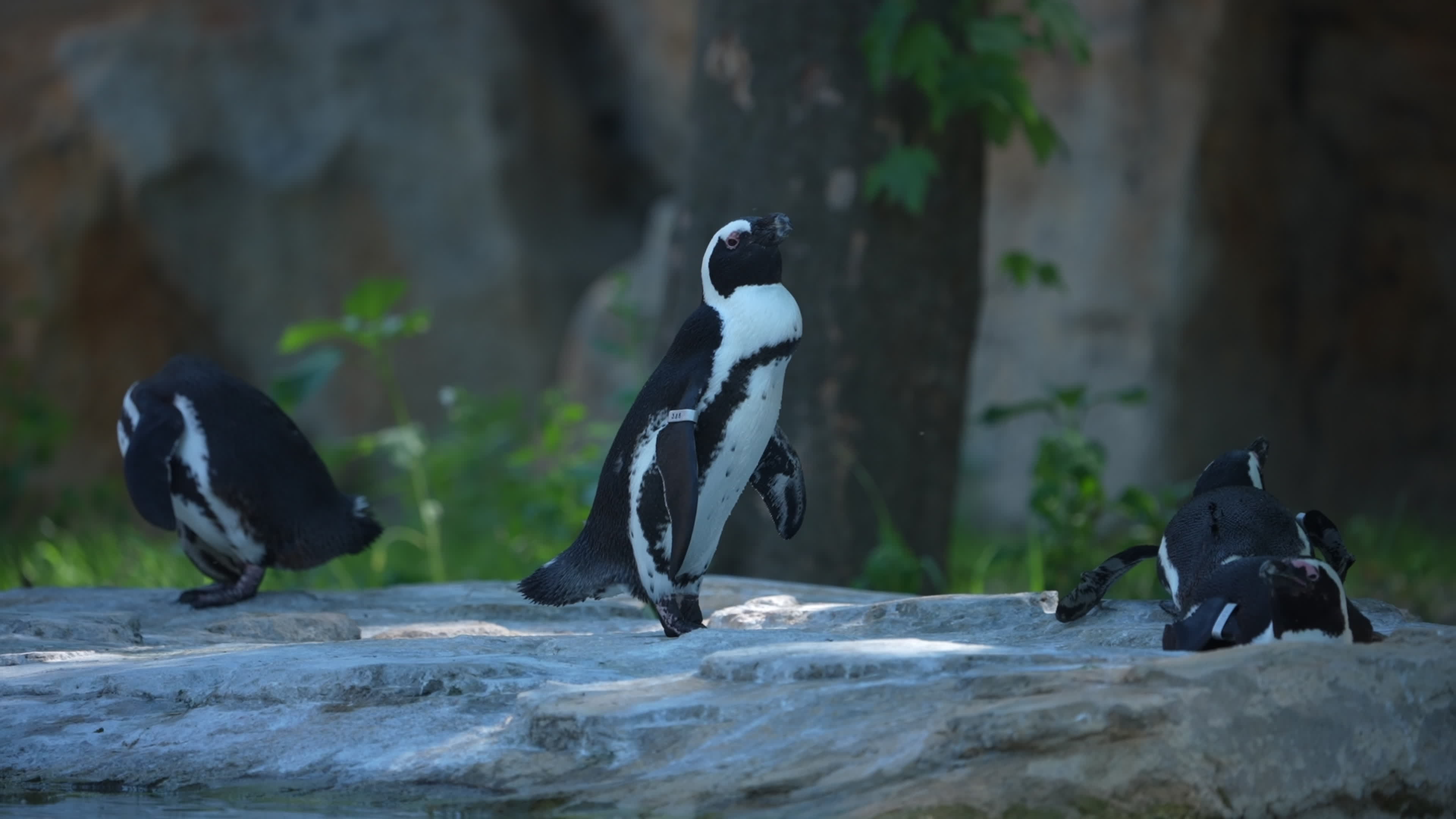 Animals at Warsaw Zoo take cover as heatwave hits