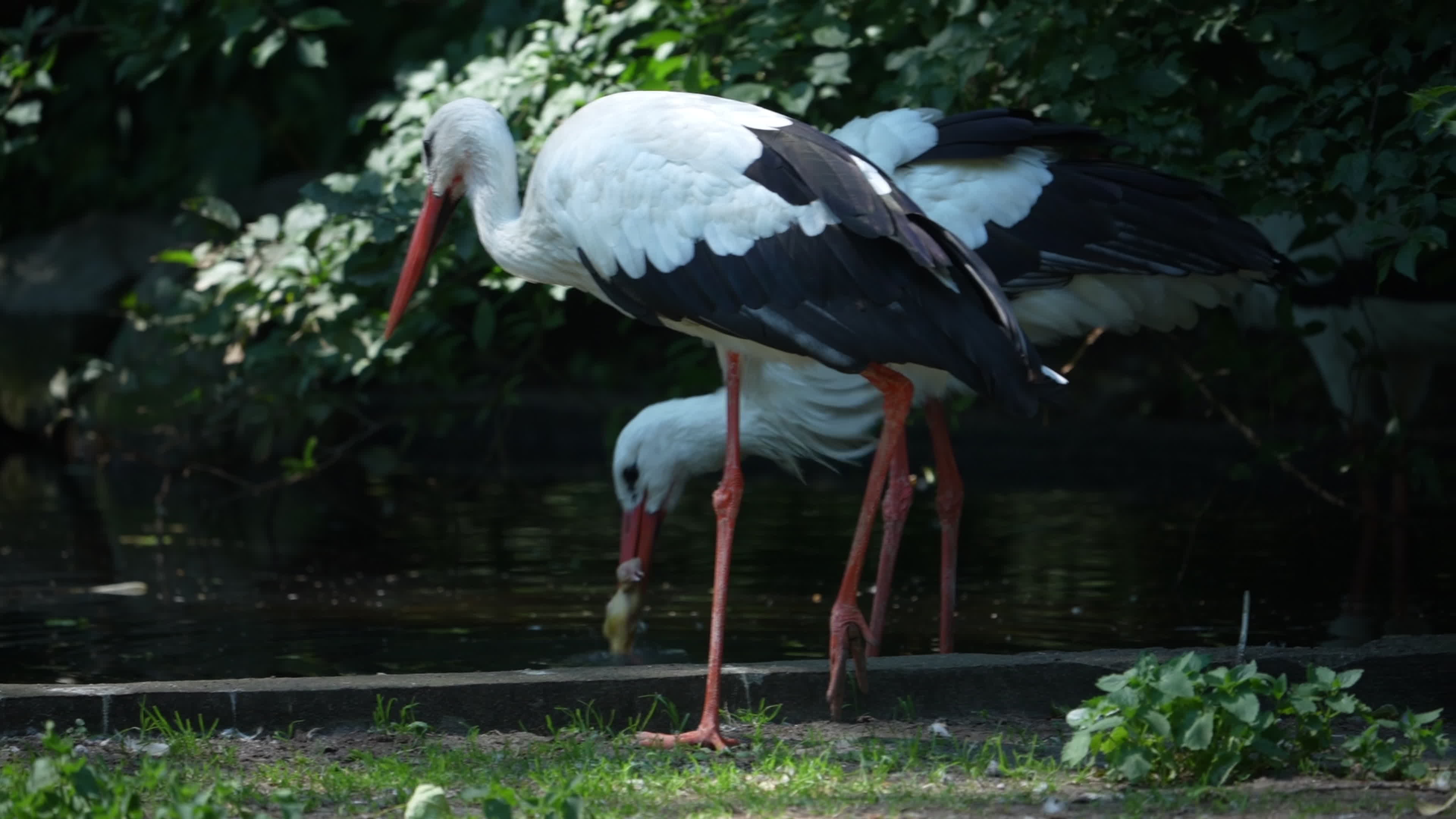 Animals at Warsaw Zoo take cover as heatwave hits