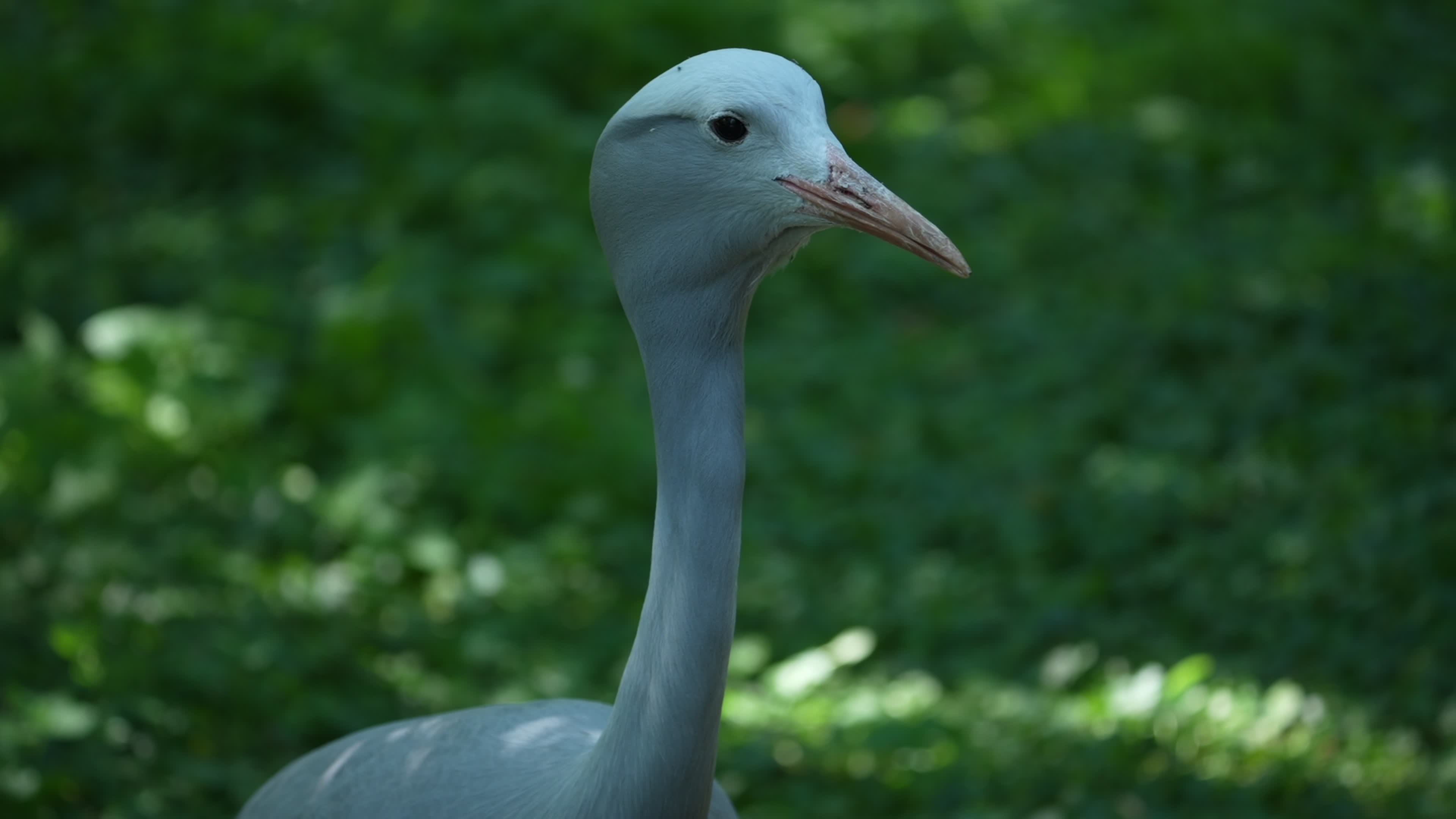 Animals at Warsaw Zoo take cover as heatwave hits