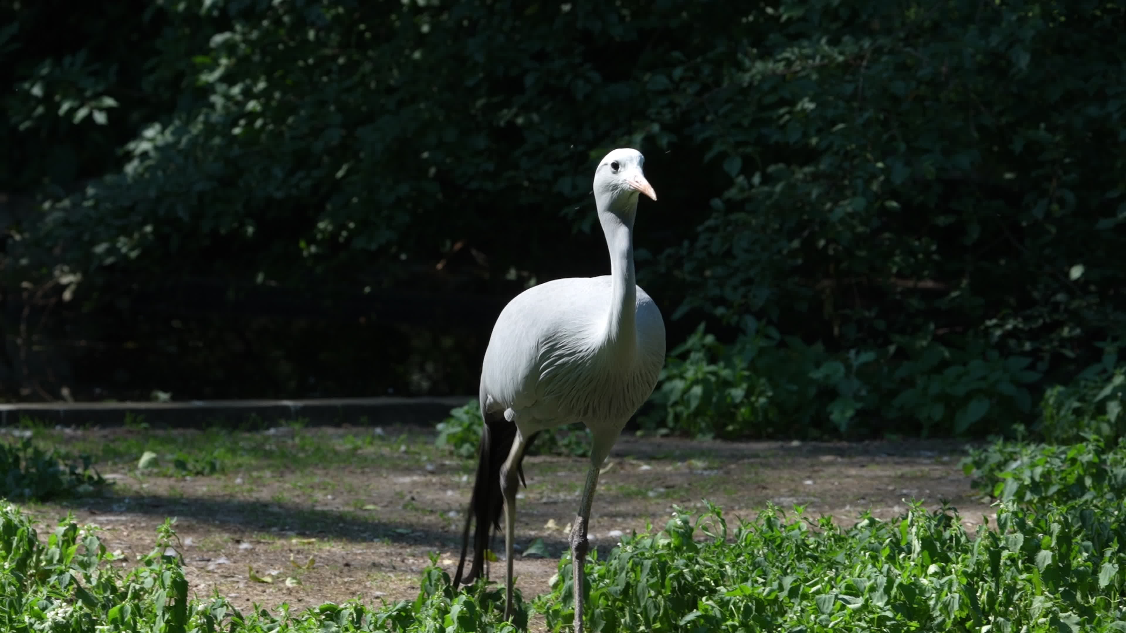 Animals at Warsaw Zoo take cover as heatwave hits
