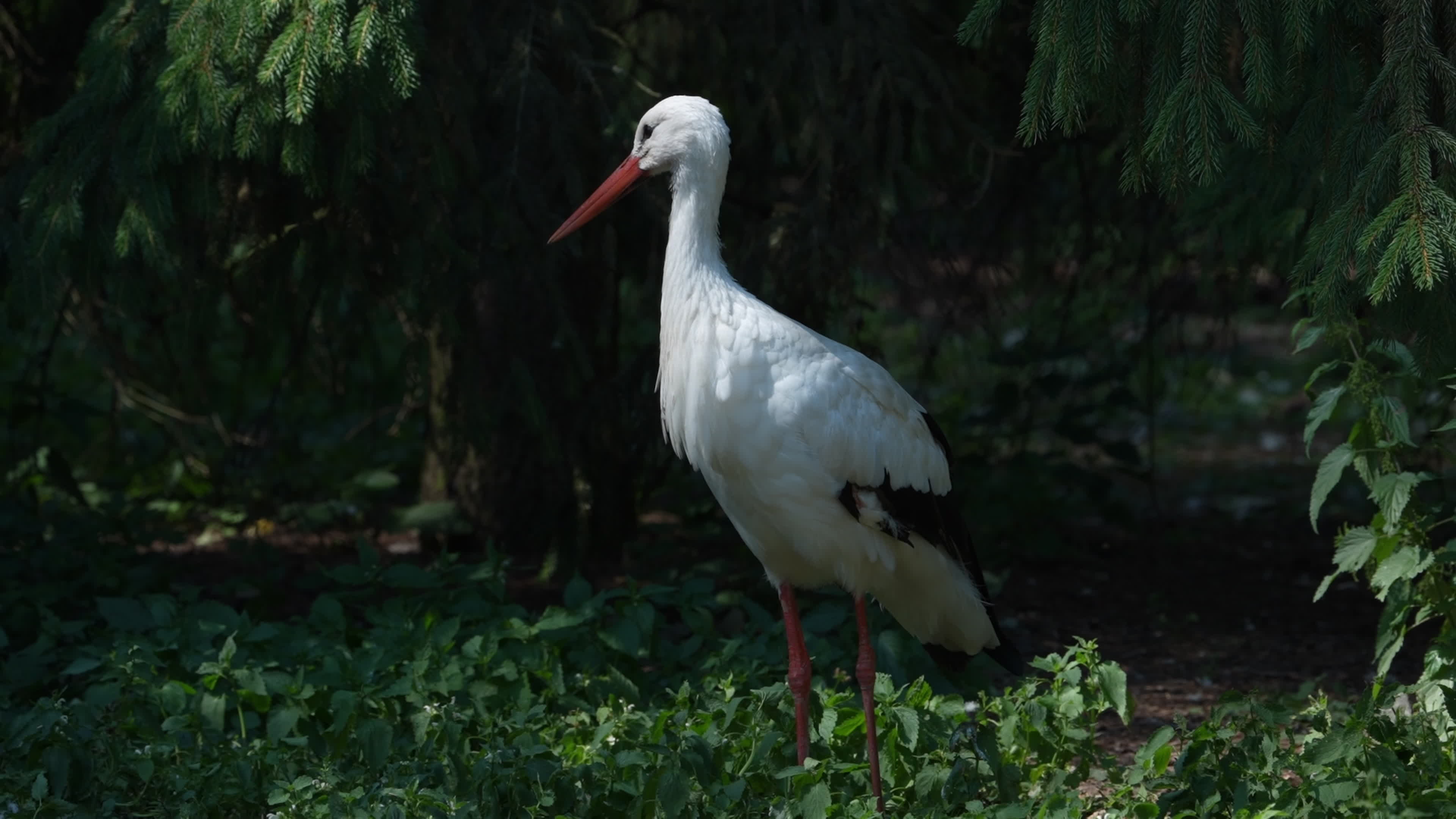 Animals at Warsaw Zoo take cover as heatwave hits