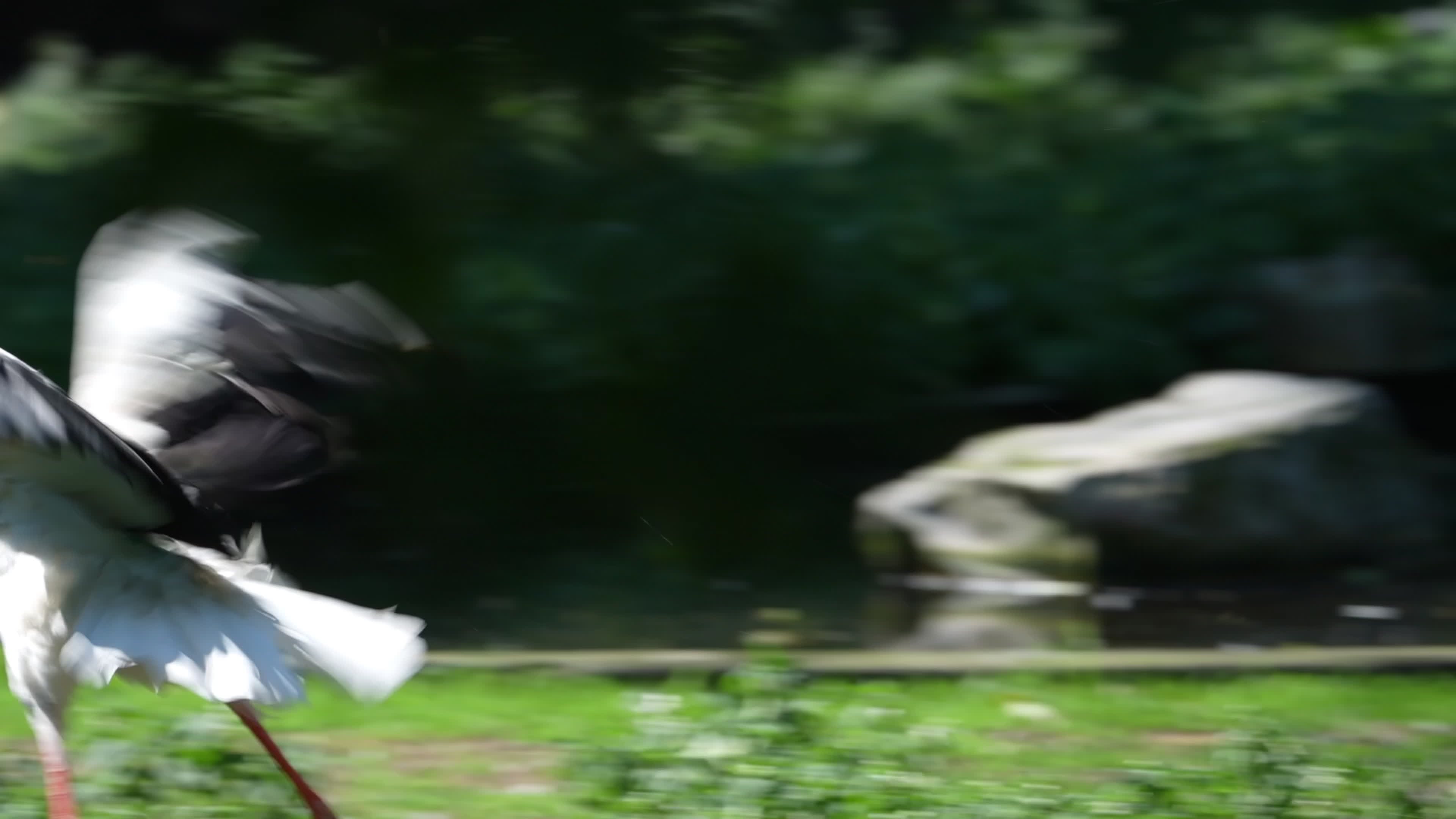 Animals at Warsaw Zoo take cover as heatwave hits