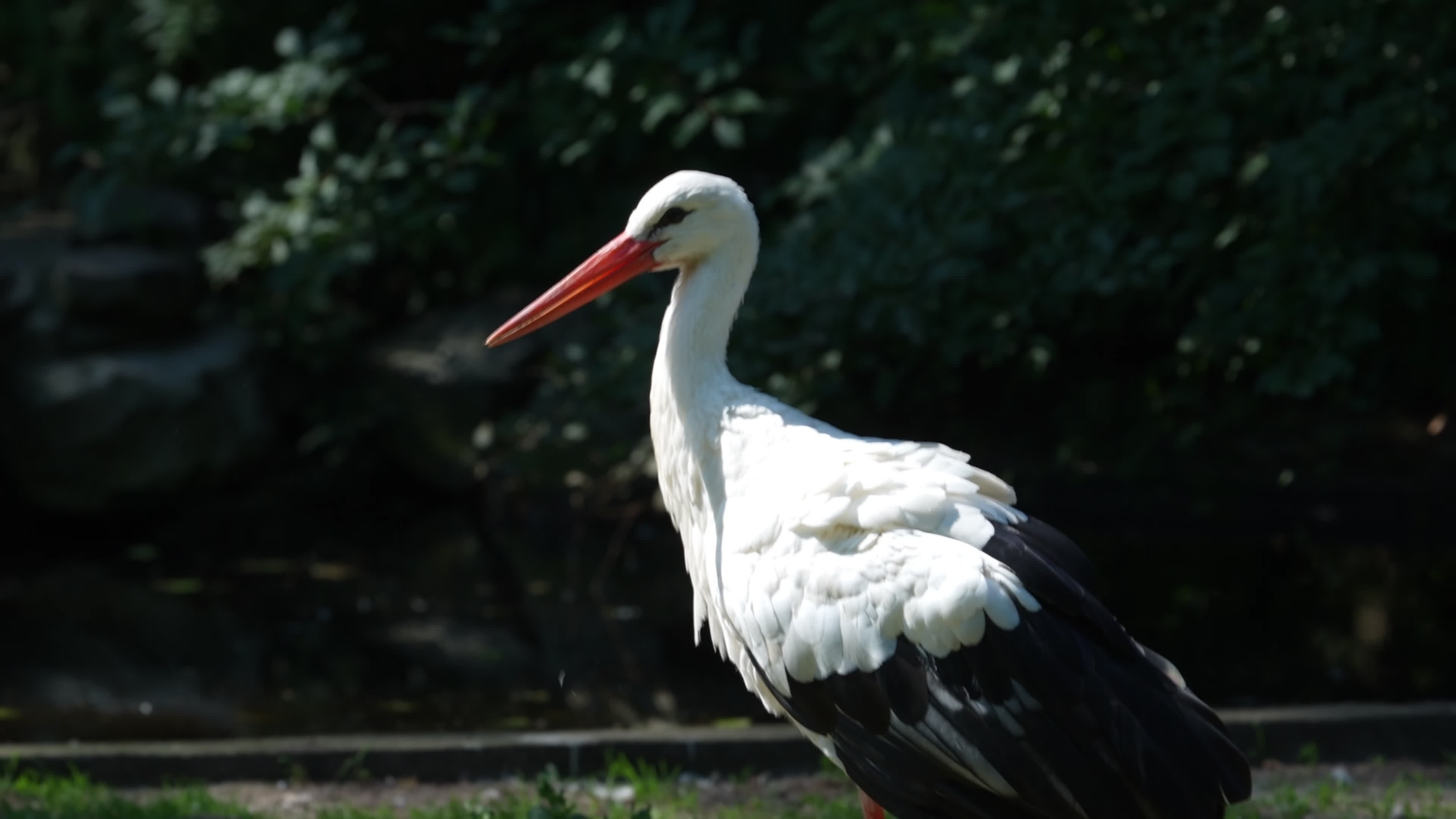 Animals at Warsaw Zoo take cover as heatwave hits
