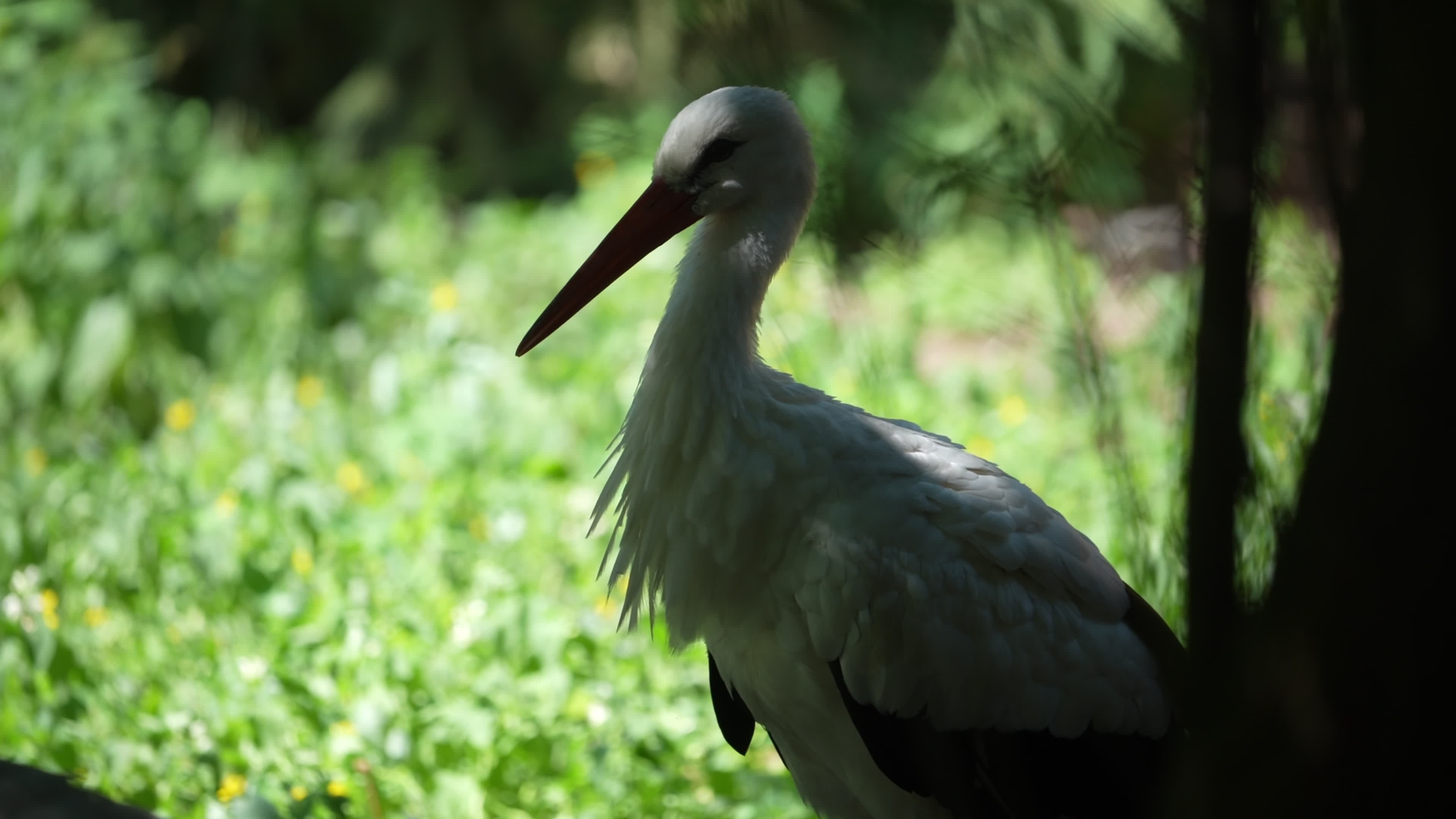 Animals at Warsaw Zoo take cover as heatwave hits