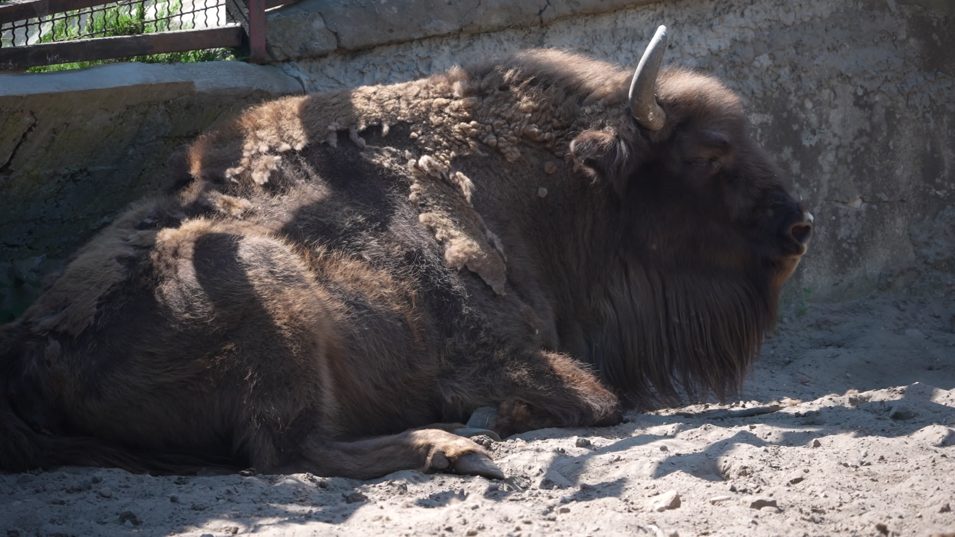 Animals at Warsaw Zoo take cover as heatwave hits