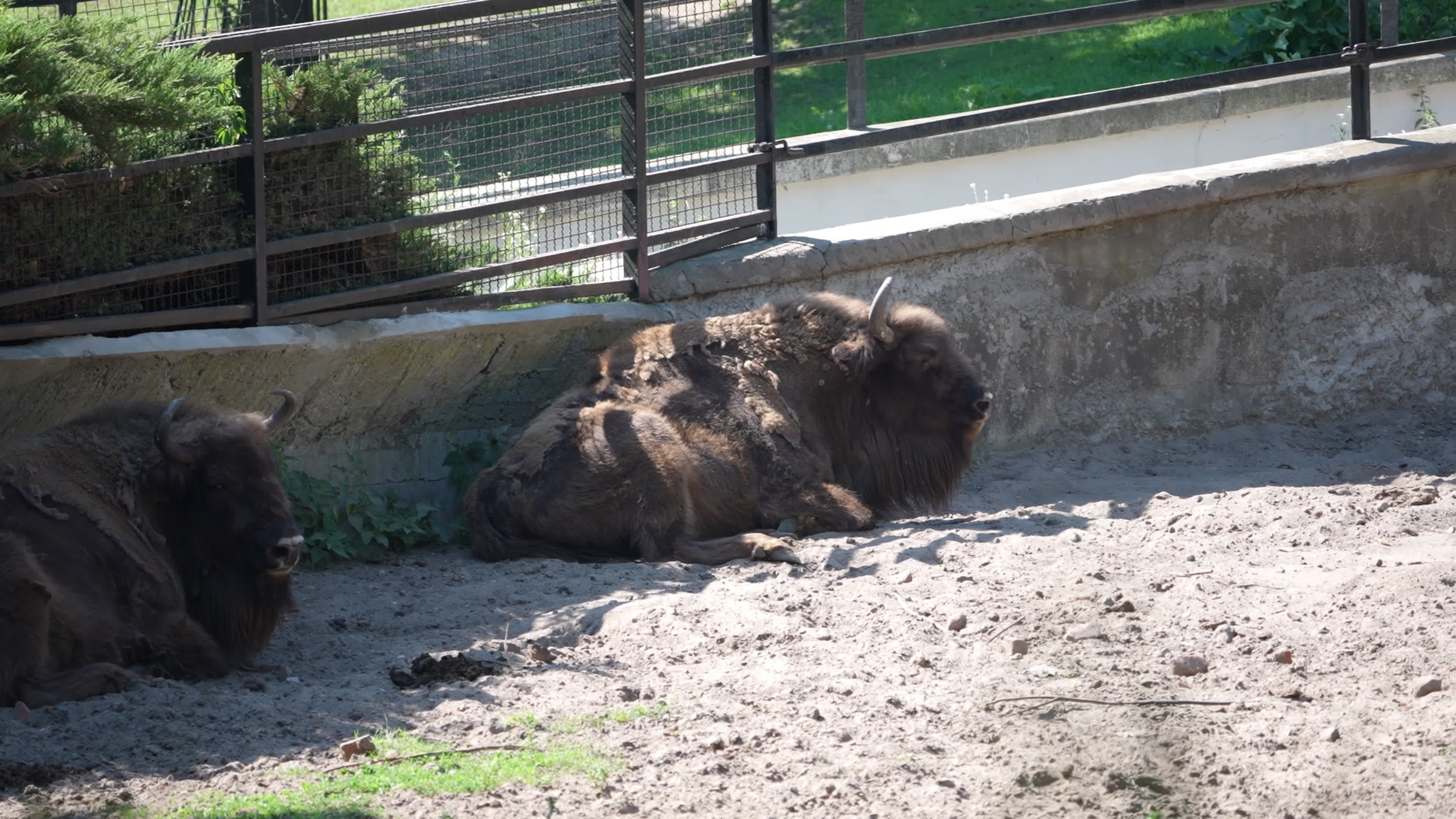 Animals at Warsaw Zoo take cover as heatwave hits