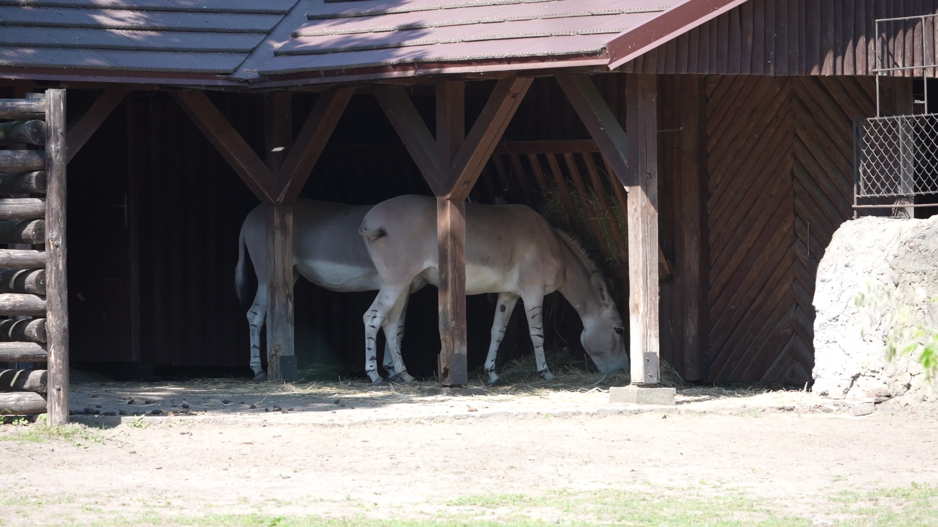 Animals at Warsaw Zoo take cover as heatwave hits
