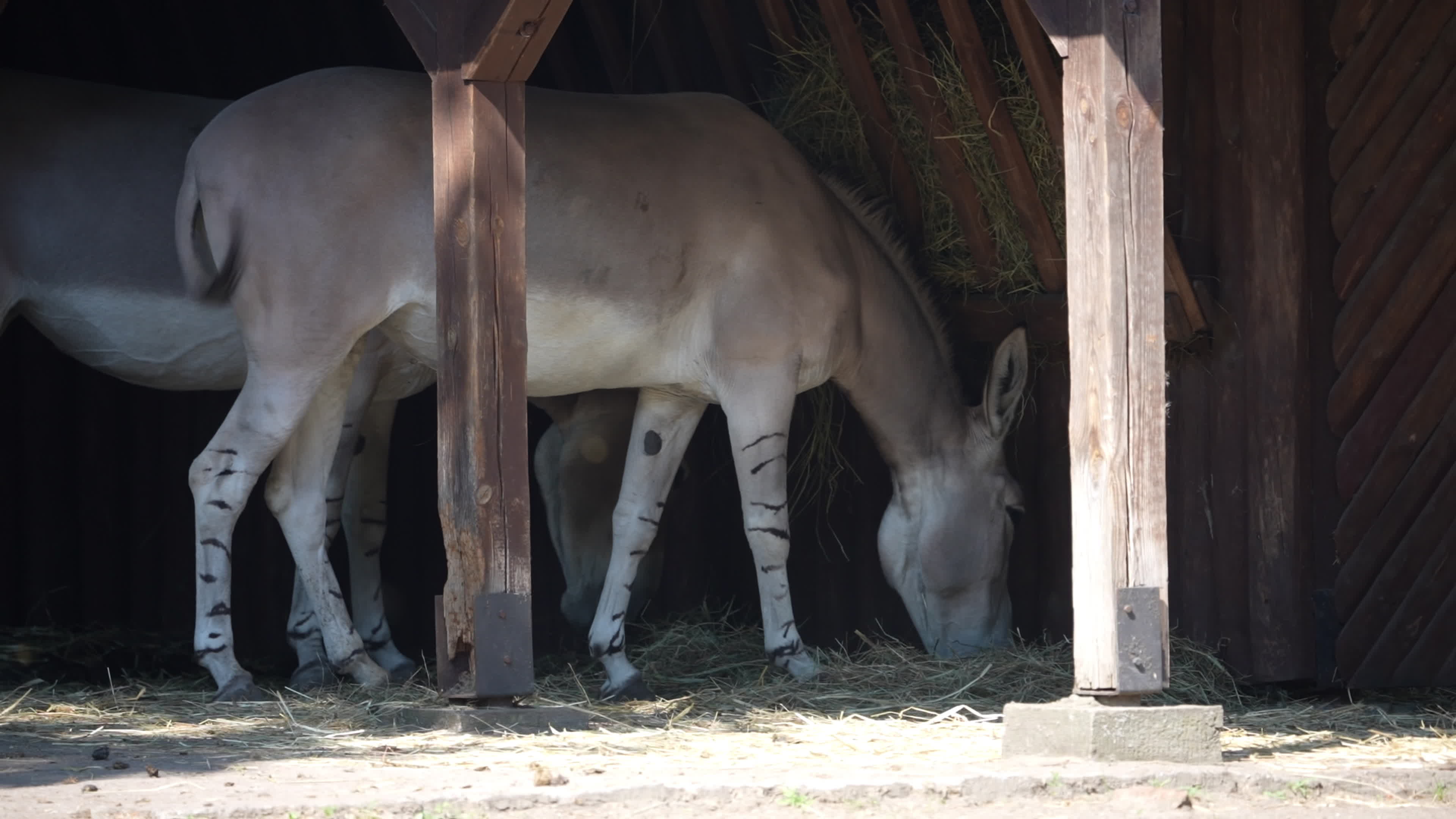 Animals at Warsaw Zoo take cover as heatwave hits