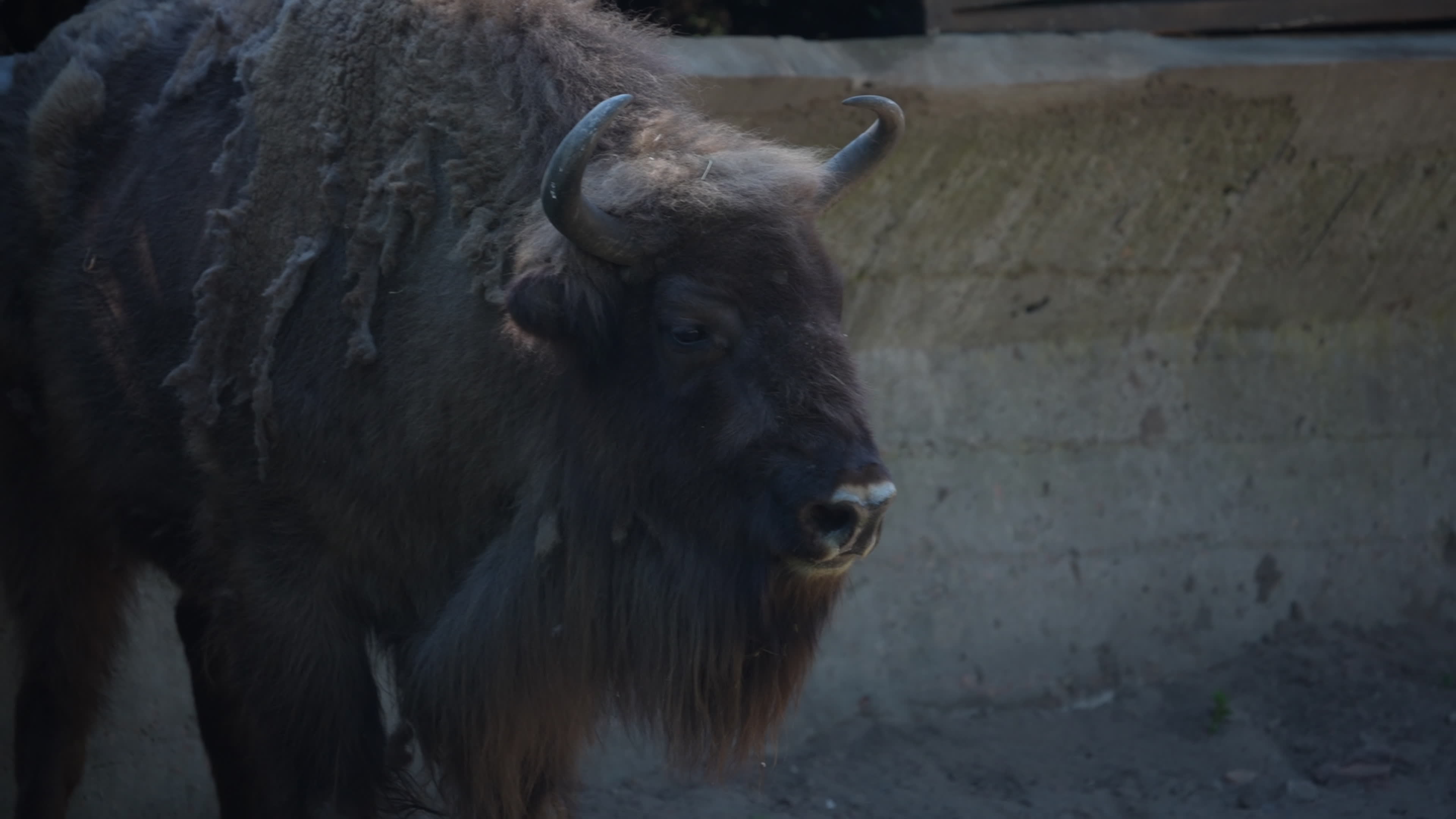Animals at Warsaw Zoo take cover as heatwave hits
