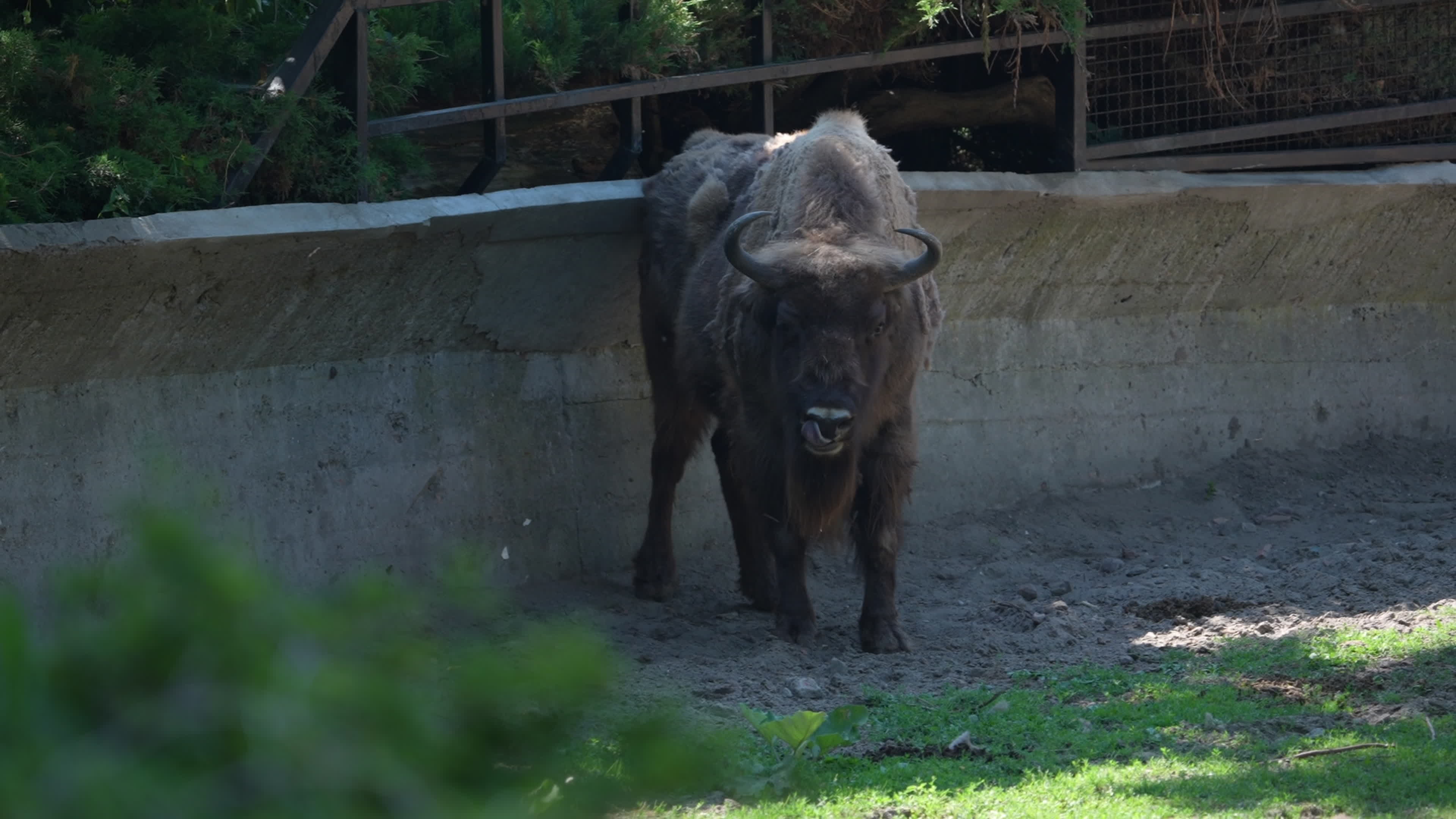 Animals at Warsaw Zoo take cover as heatwave hits