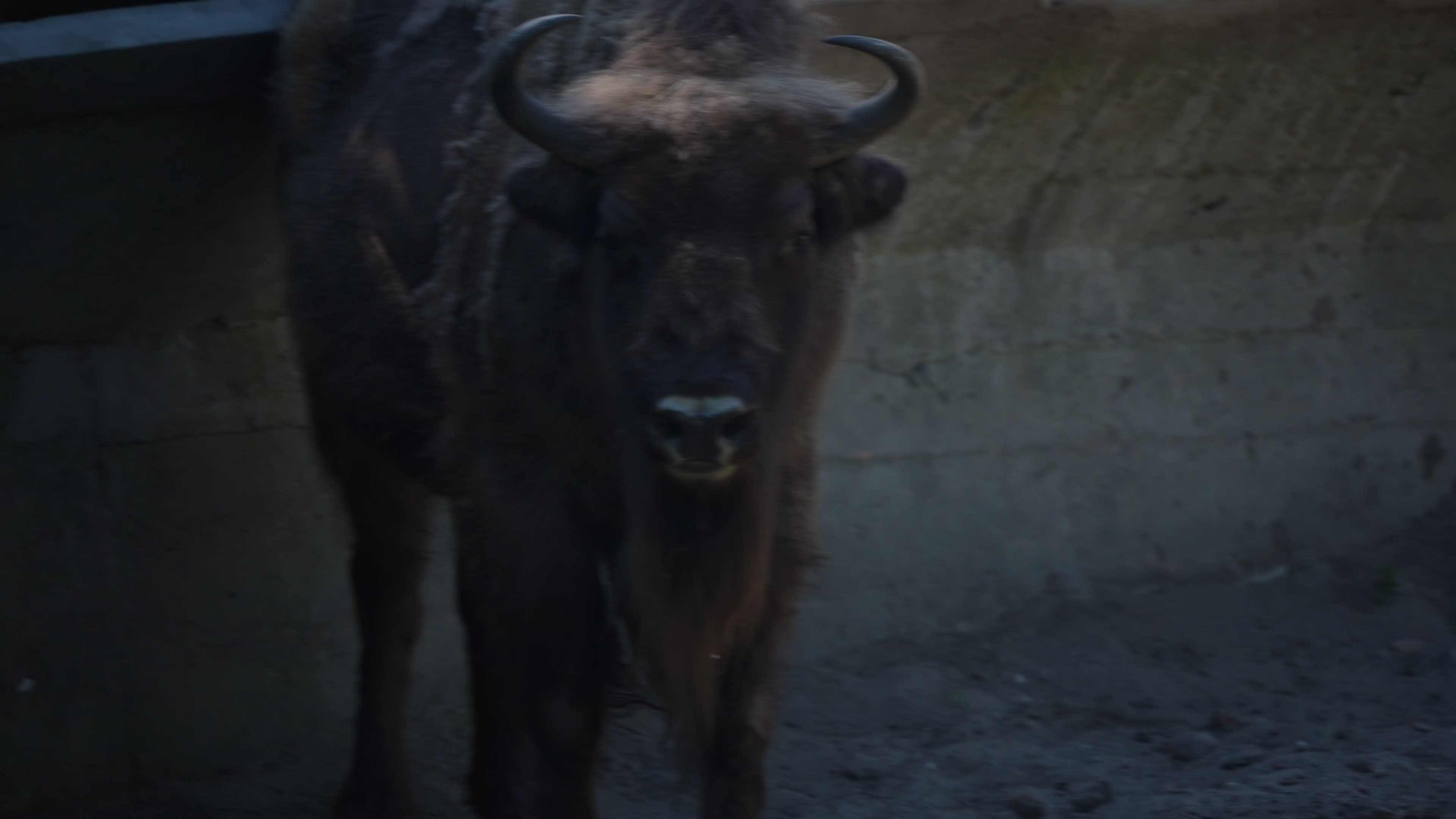 Animals at Warsaw Zoo take cover as heatwave hits
