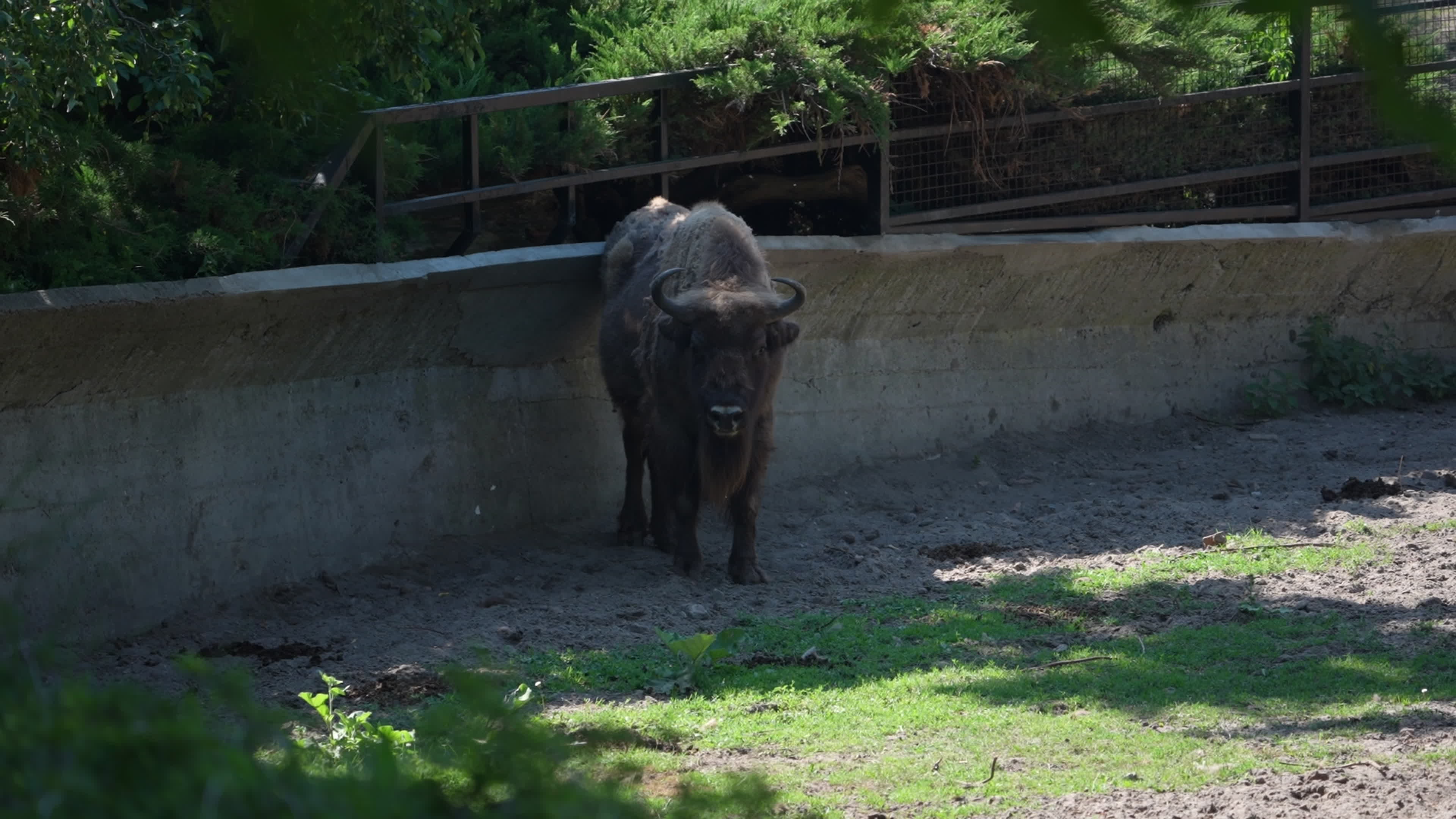 Animals at Warsaw Zoo take cover as heatwave hits