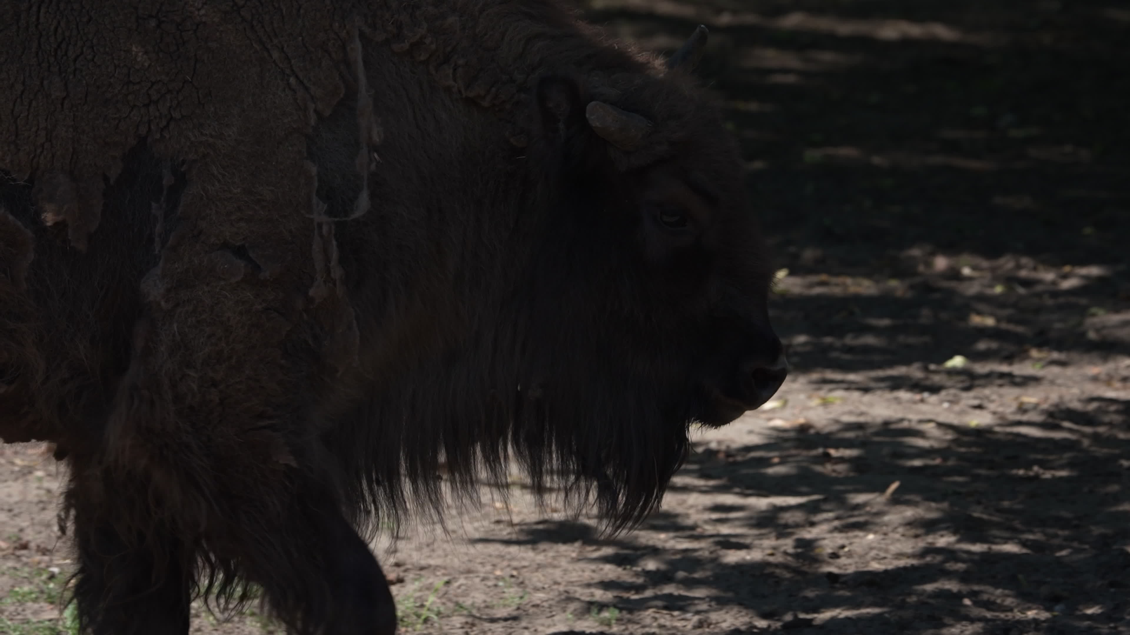 Animals at Warsaw Zoo take cover as heatwave hits