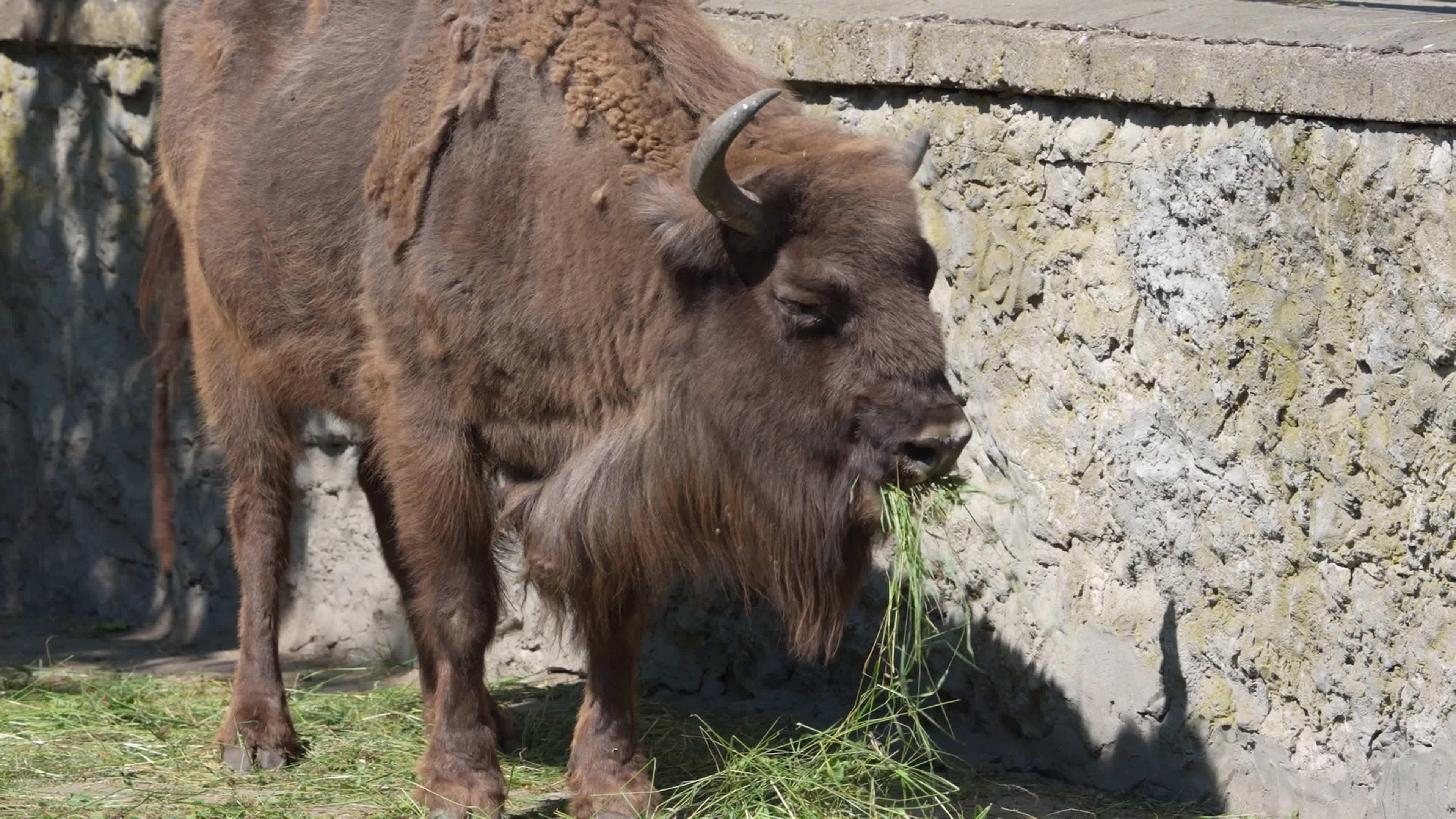 Animals at Warsaw Zoo take cover as heatwave hits