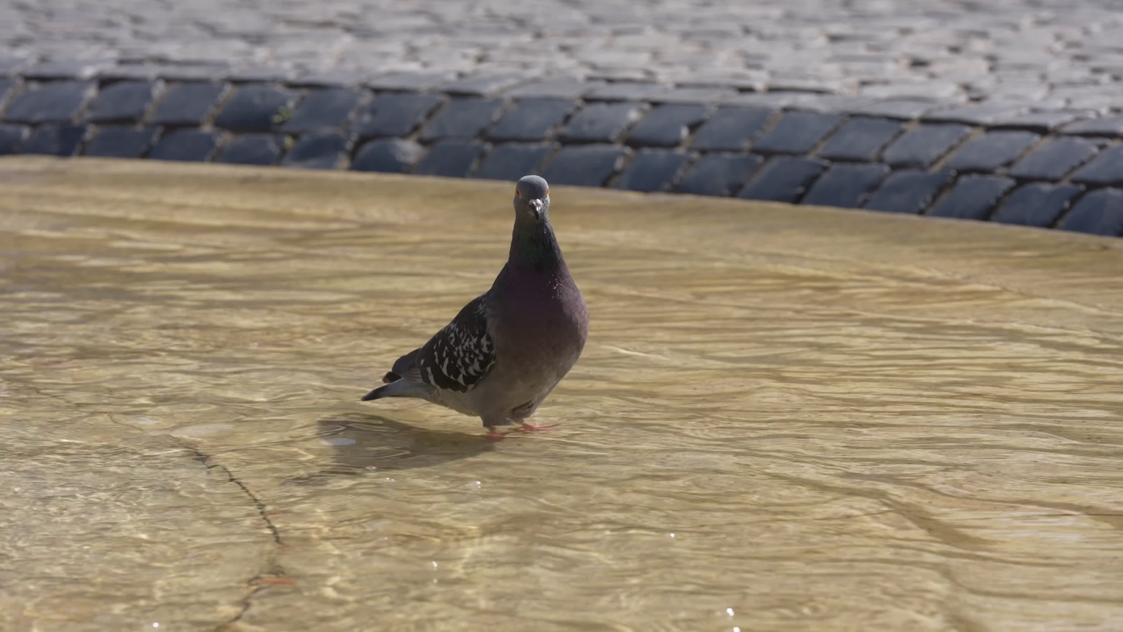 Poland Record Heatwave