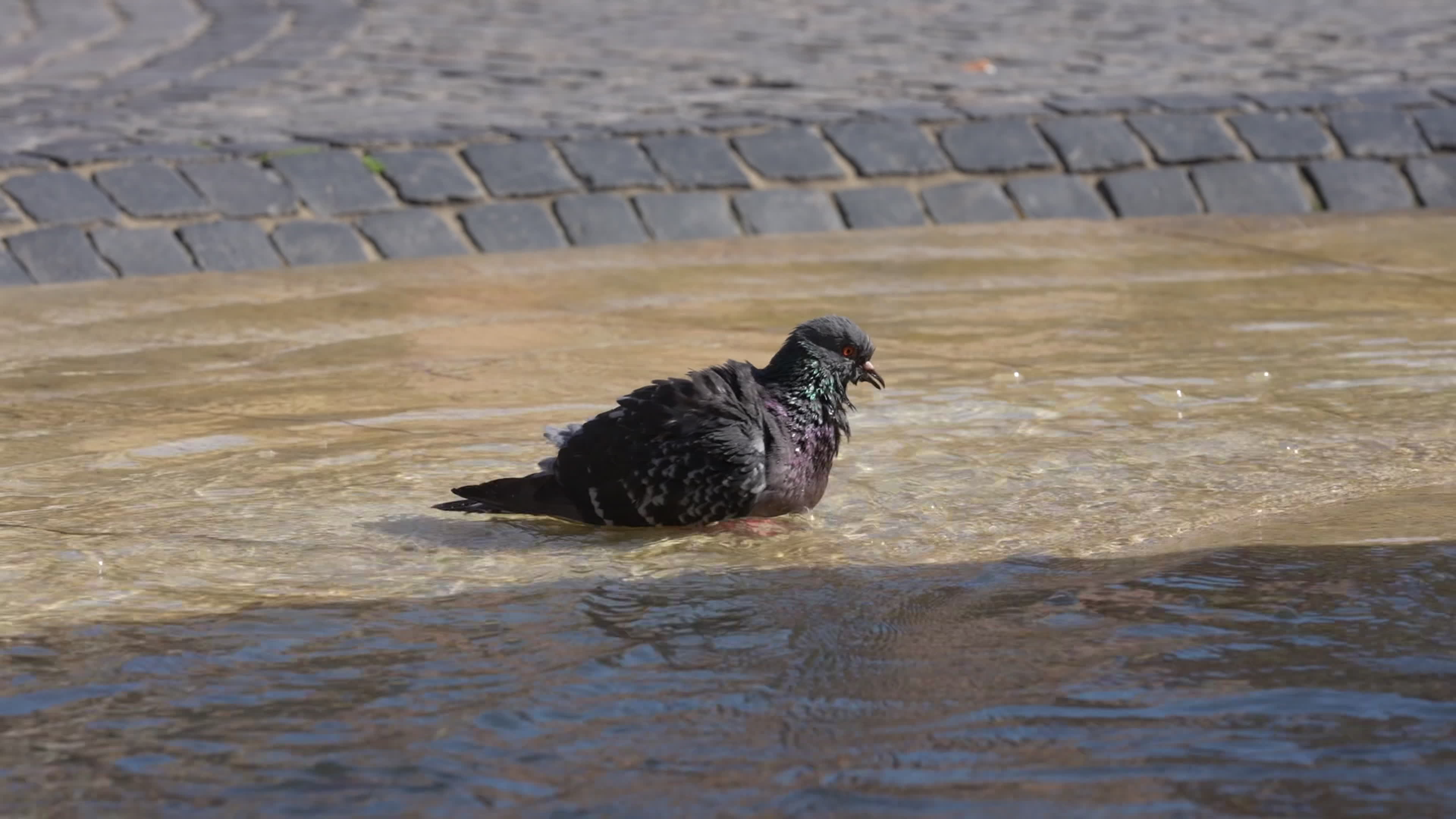 Poland Record Heatwave