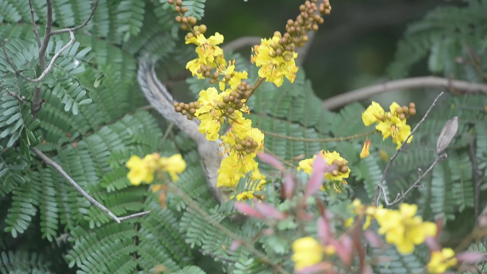 Squirrel eats nectar from flower
