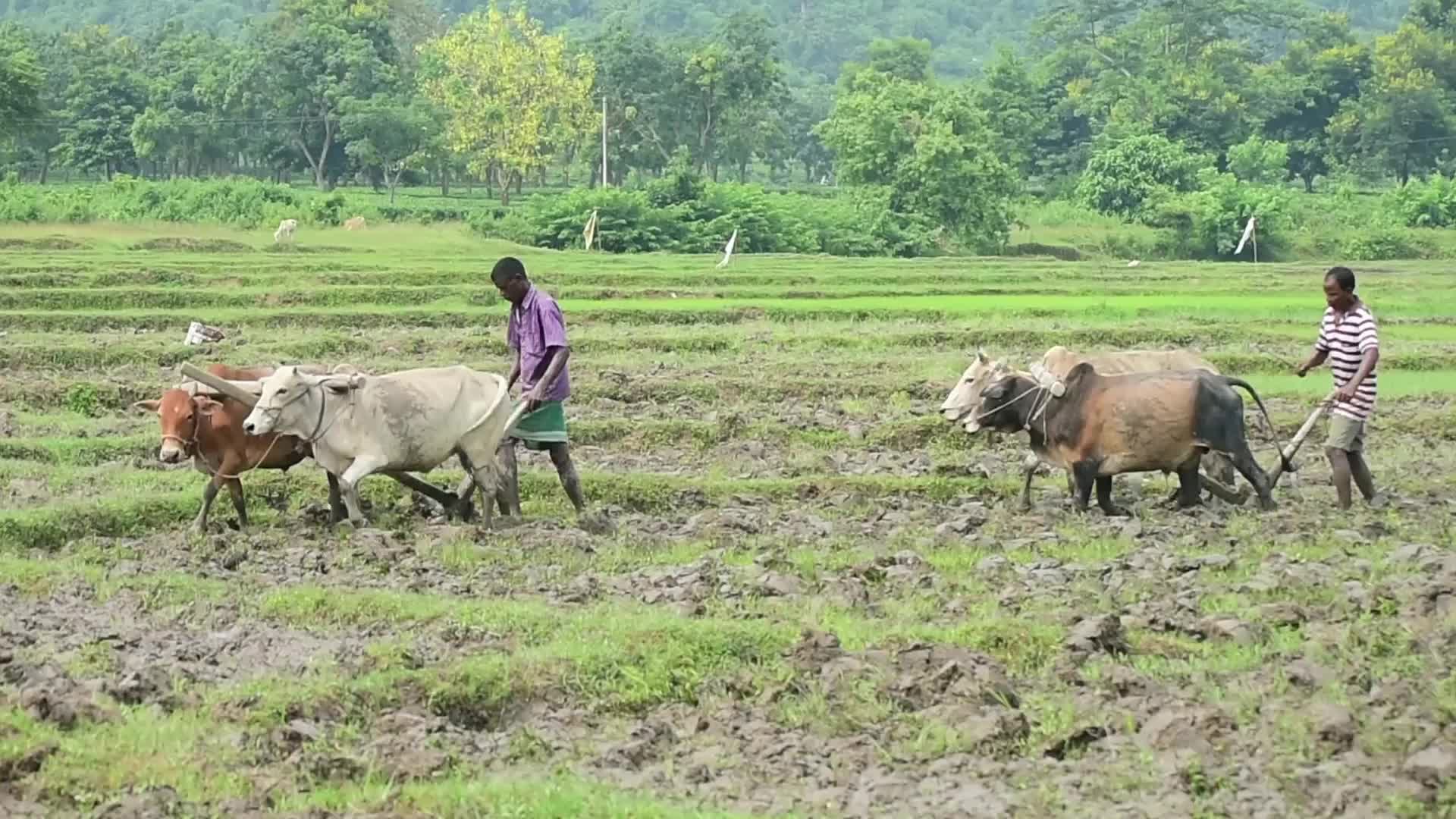 Farmer ploughs paddy fields in India