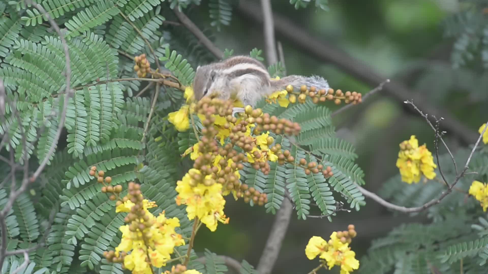 Squirrel eats nectar from flower