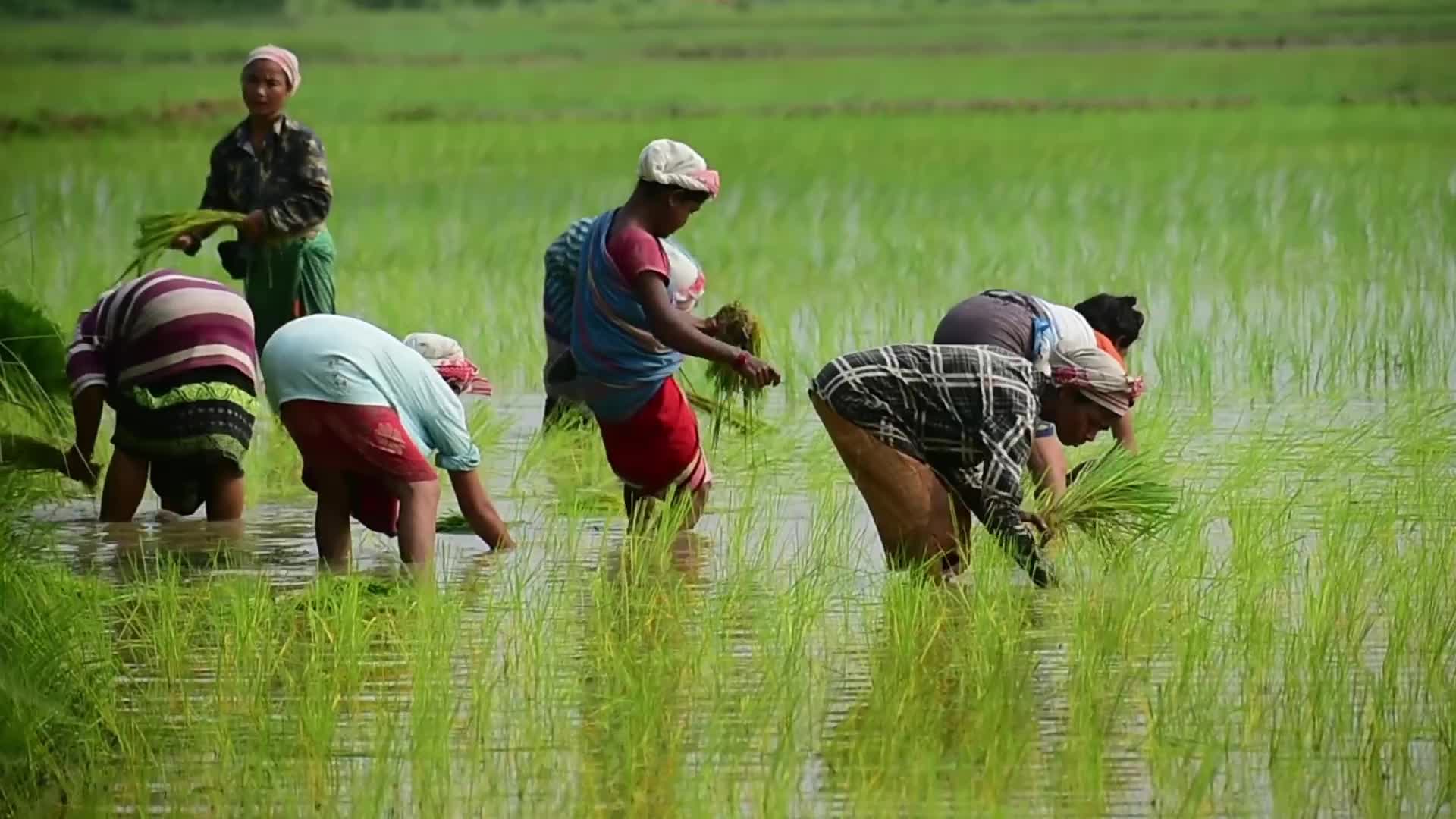 Farmer ploughs paddy fields in India