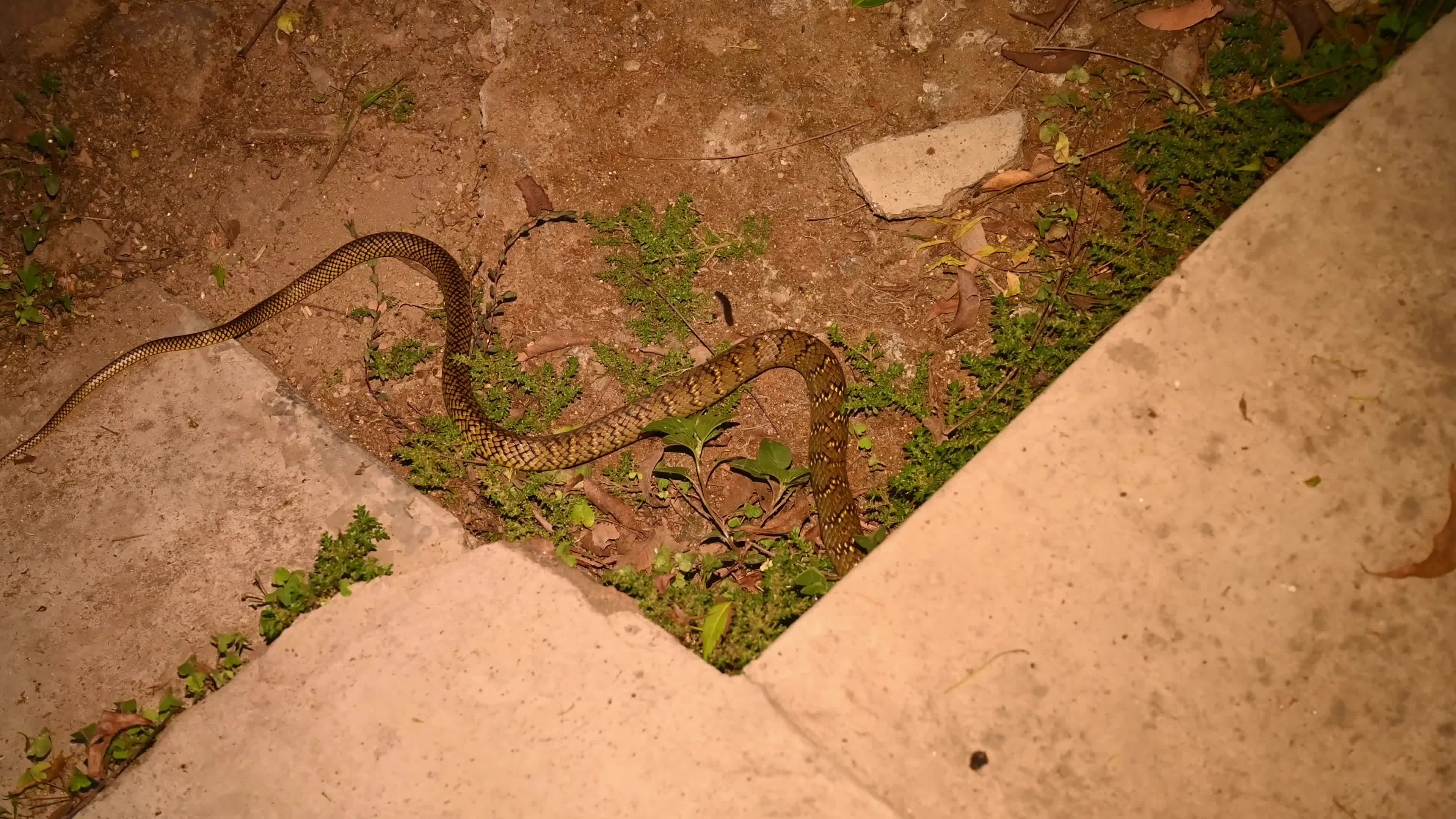 Snake under the stairs in the evening - Animal India