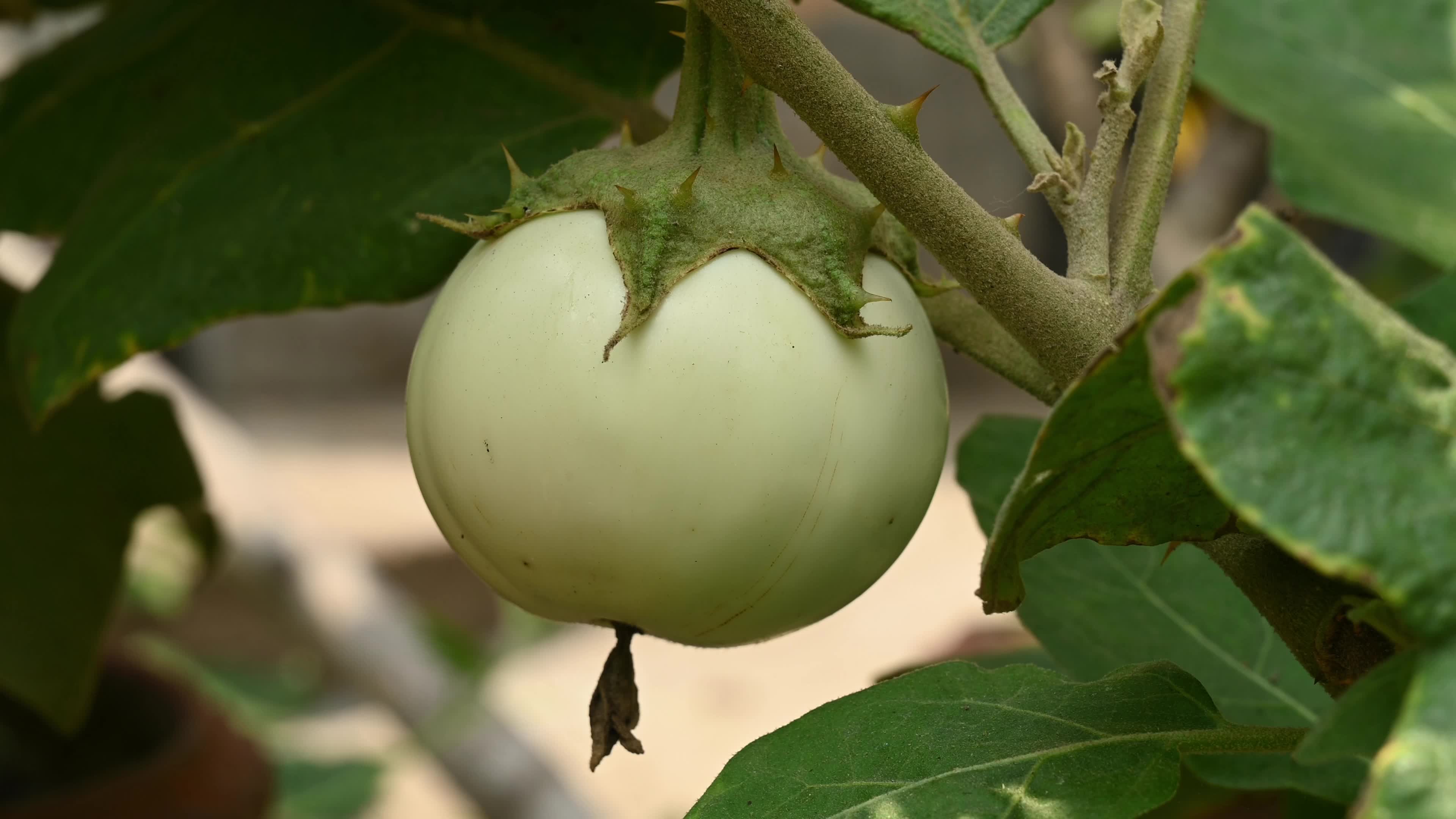 White round brinjal (Solanum melongena) - Plant - Agriculture India