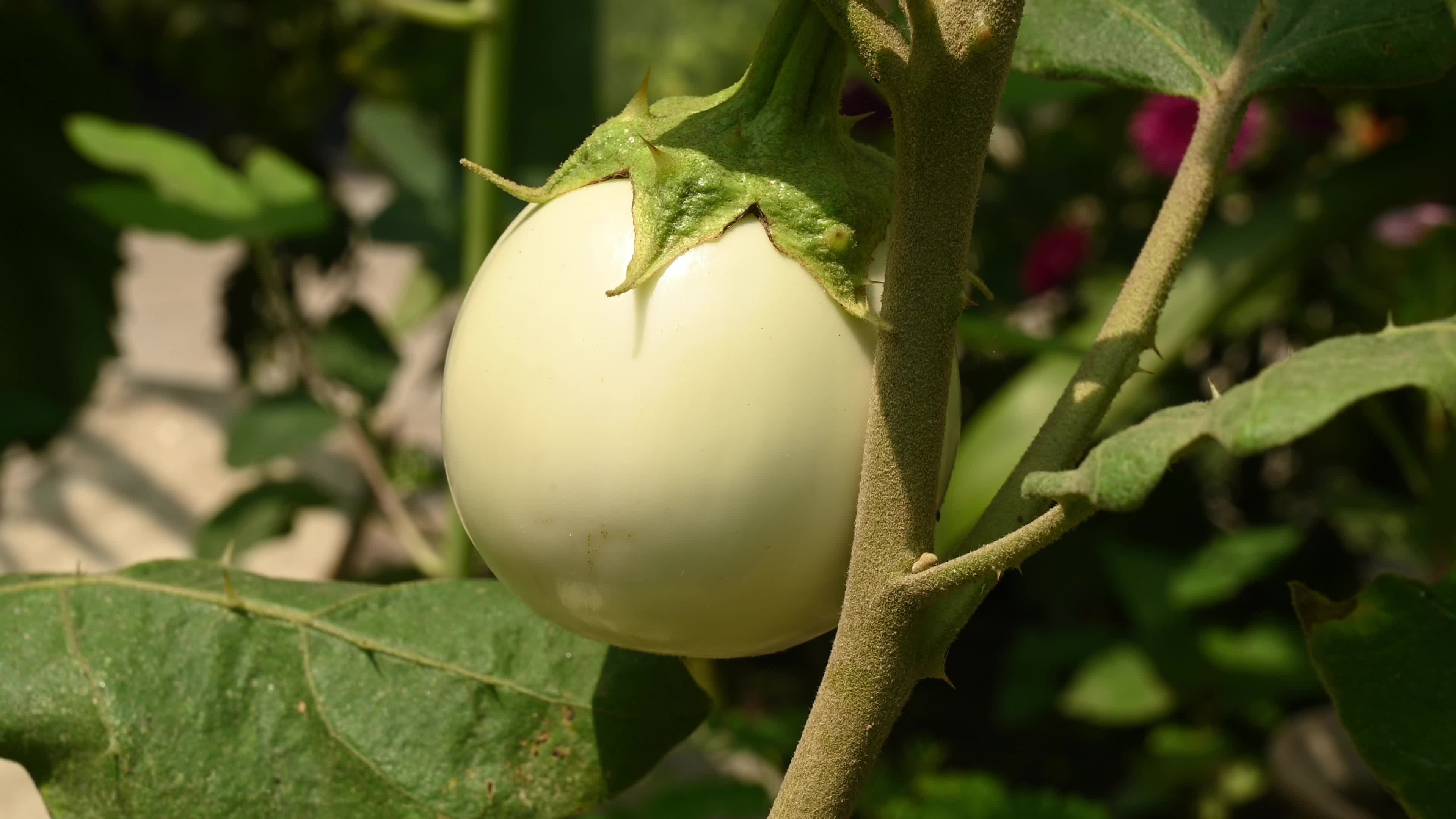 White round brinjal (Solanum melongena) - Plant - Agriculture India