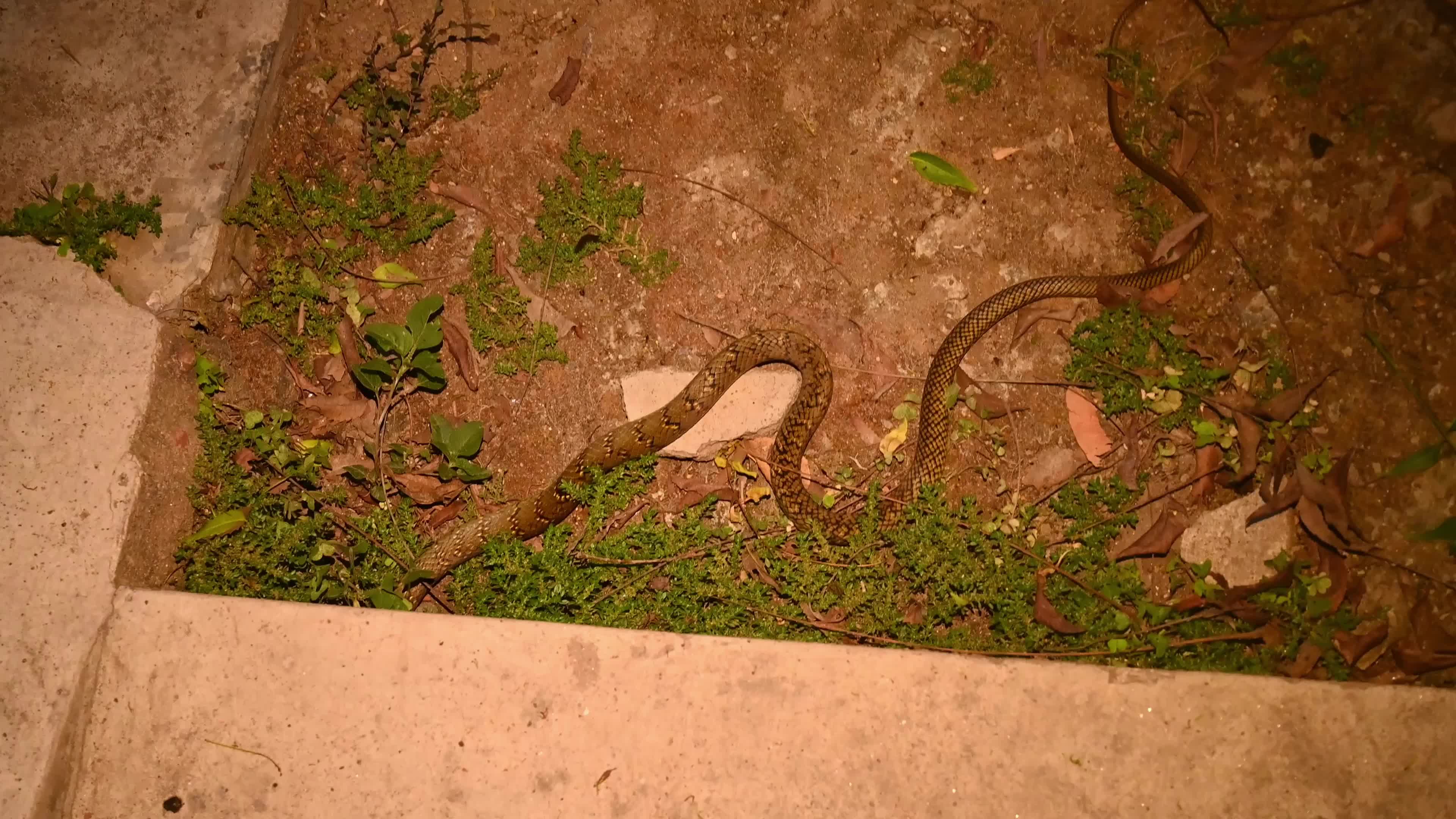 Snake under the stairs in the evening - Animal India