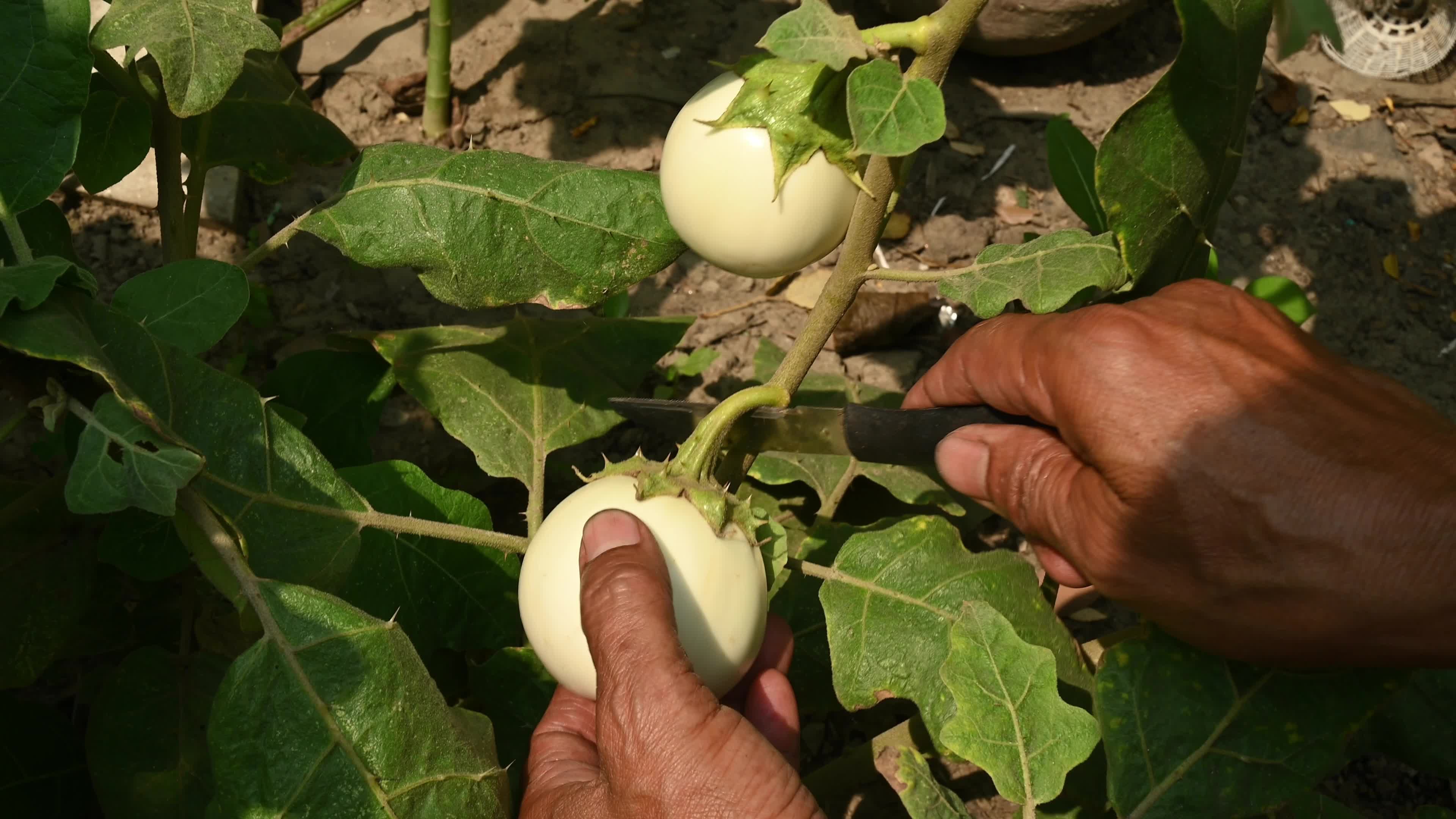 White round brinjal (Solanum melongena) - Plant - Agriculture India