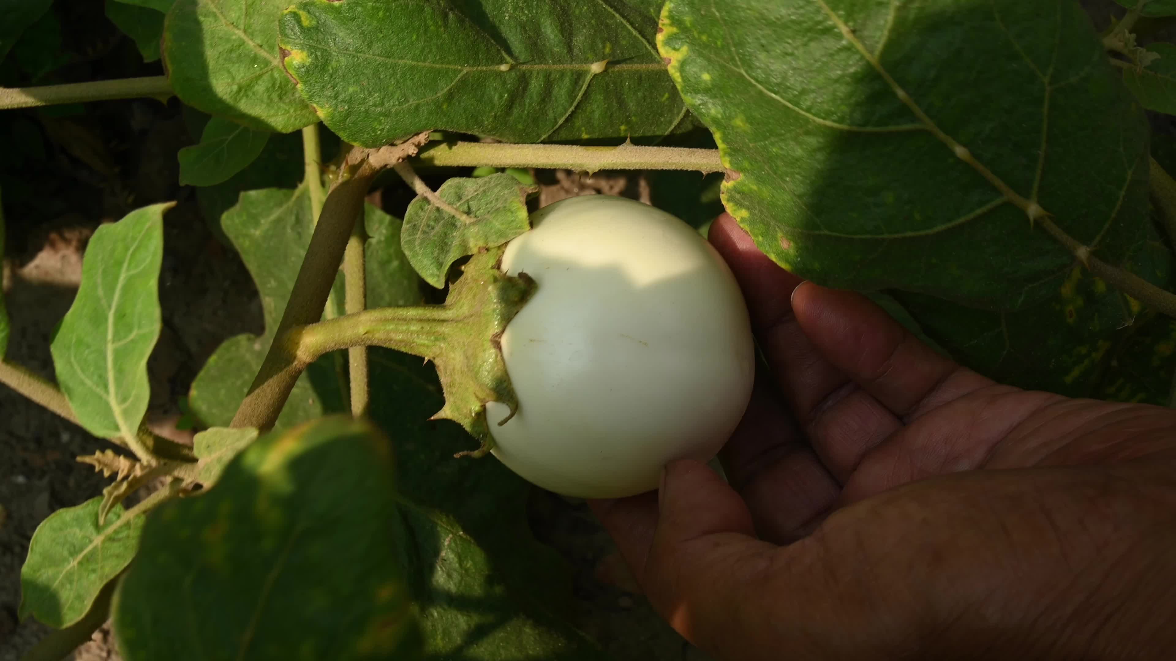 White round brinjal (Solanum melongena) - Plant - Agriculture India